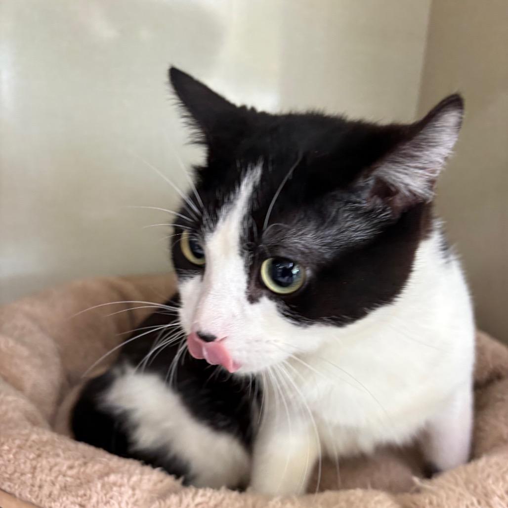 Winterfell, Adoptable, Young Male Domestic Short Hair.