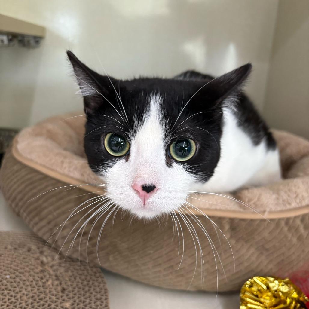 Enlarge Winterfell, a Adoptable Domestic Short Hair in St. Paul, MN image 2/3