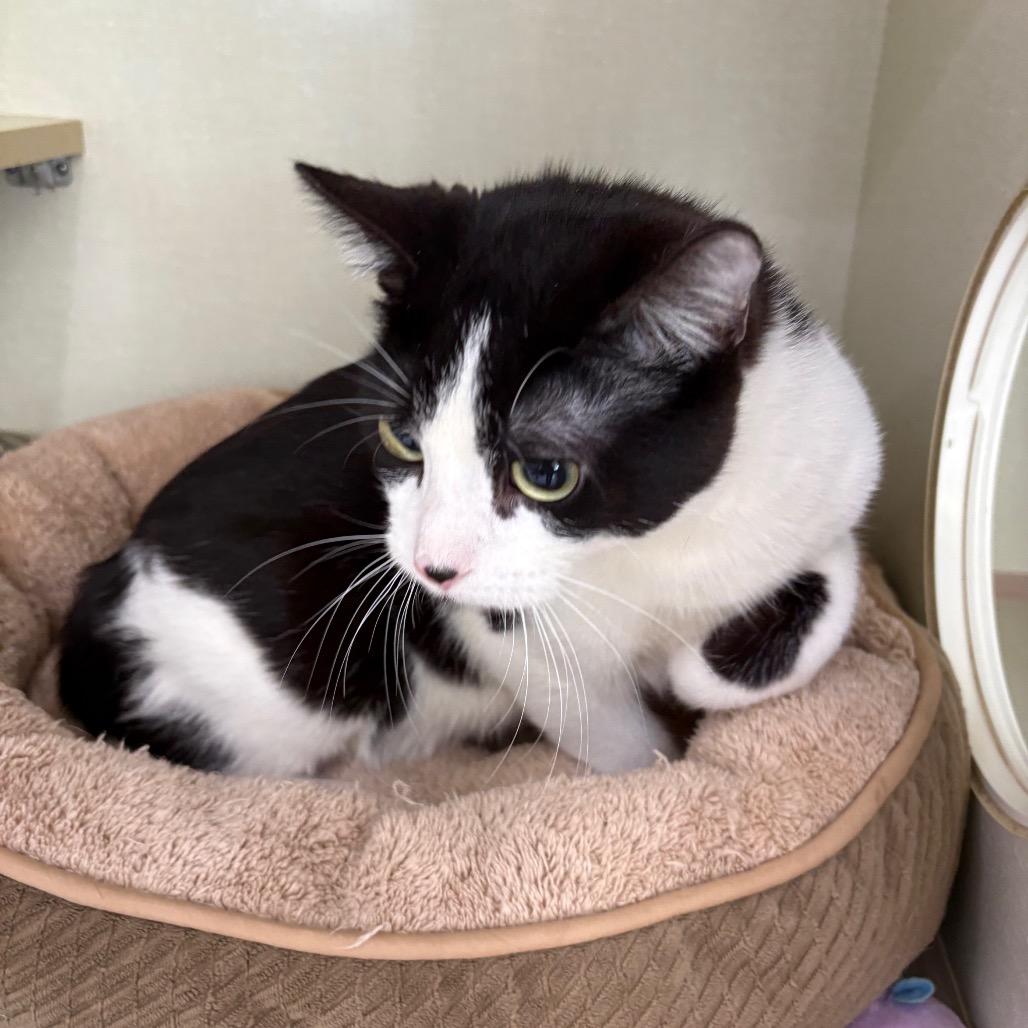 Enlarge Winterfell, a Adoptable Domestic Short Hair in St. Paul, MN image 3/3