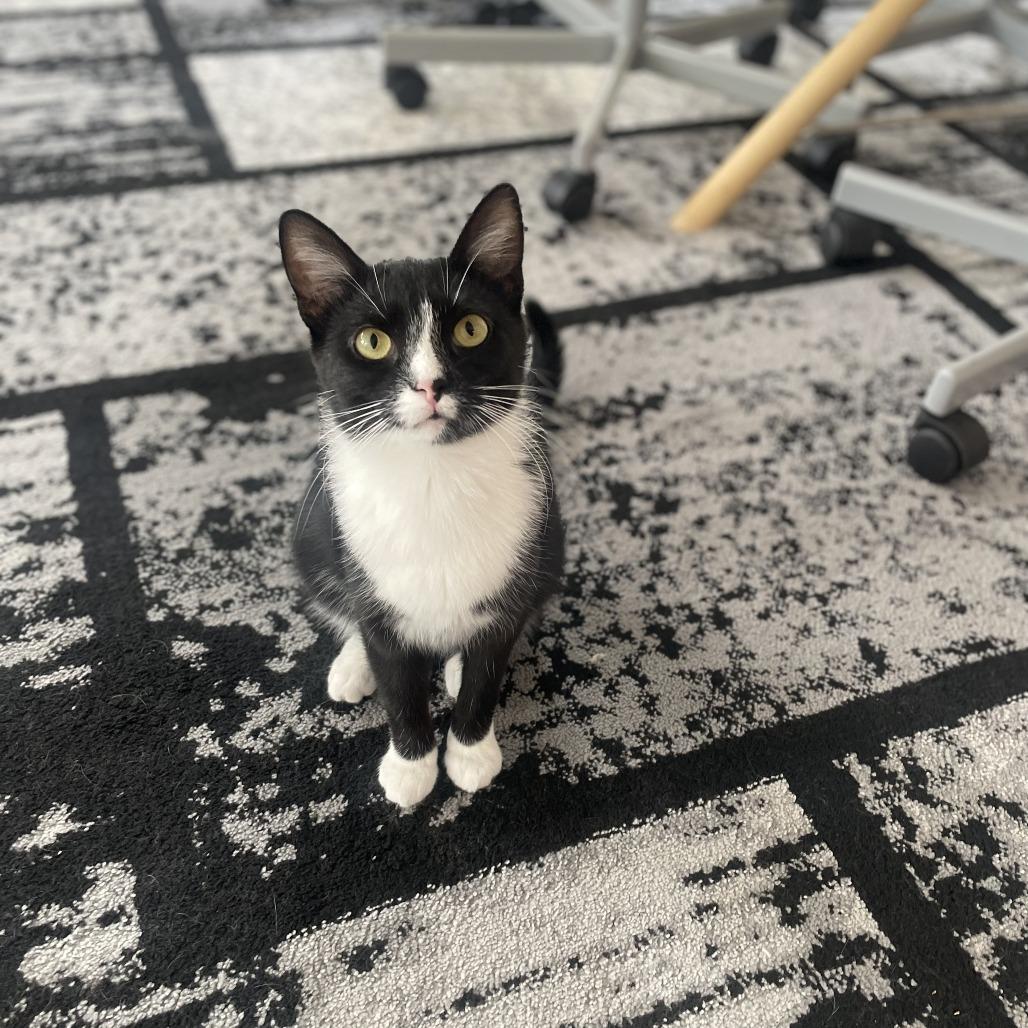 Enlarge Hari, a Adoptable Domestic Short Hair in St. Louis, MO image 1/6