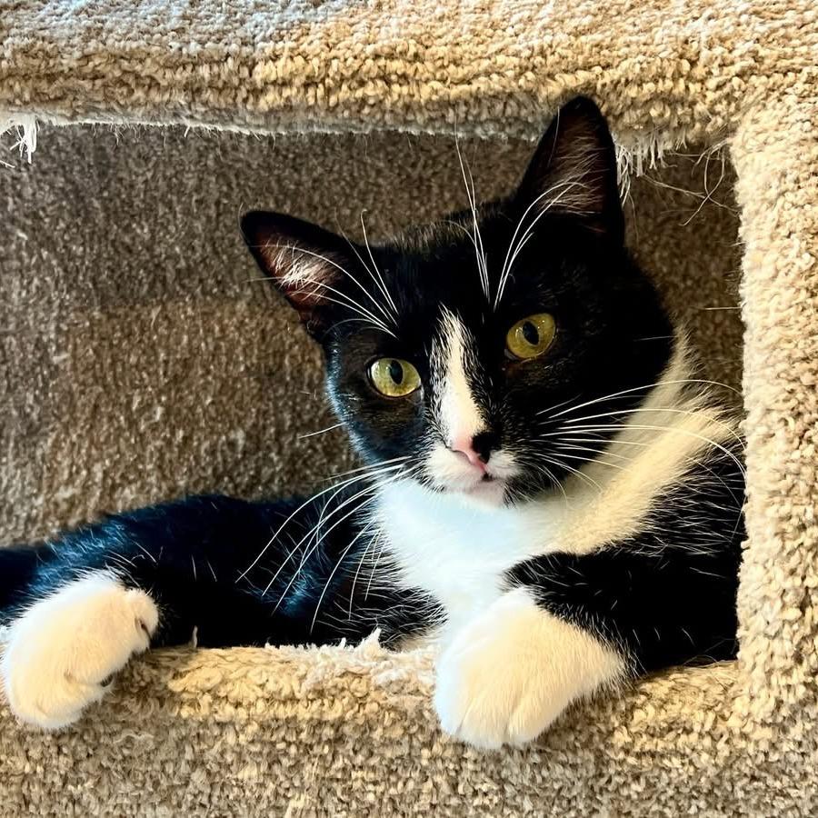 Enlarge Hari, a Adoptable Domestic Short Hair in St. Louis, MO image 2/6