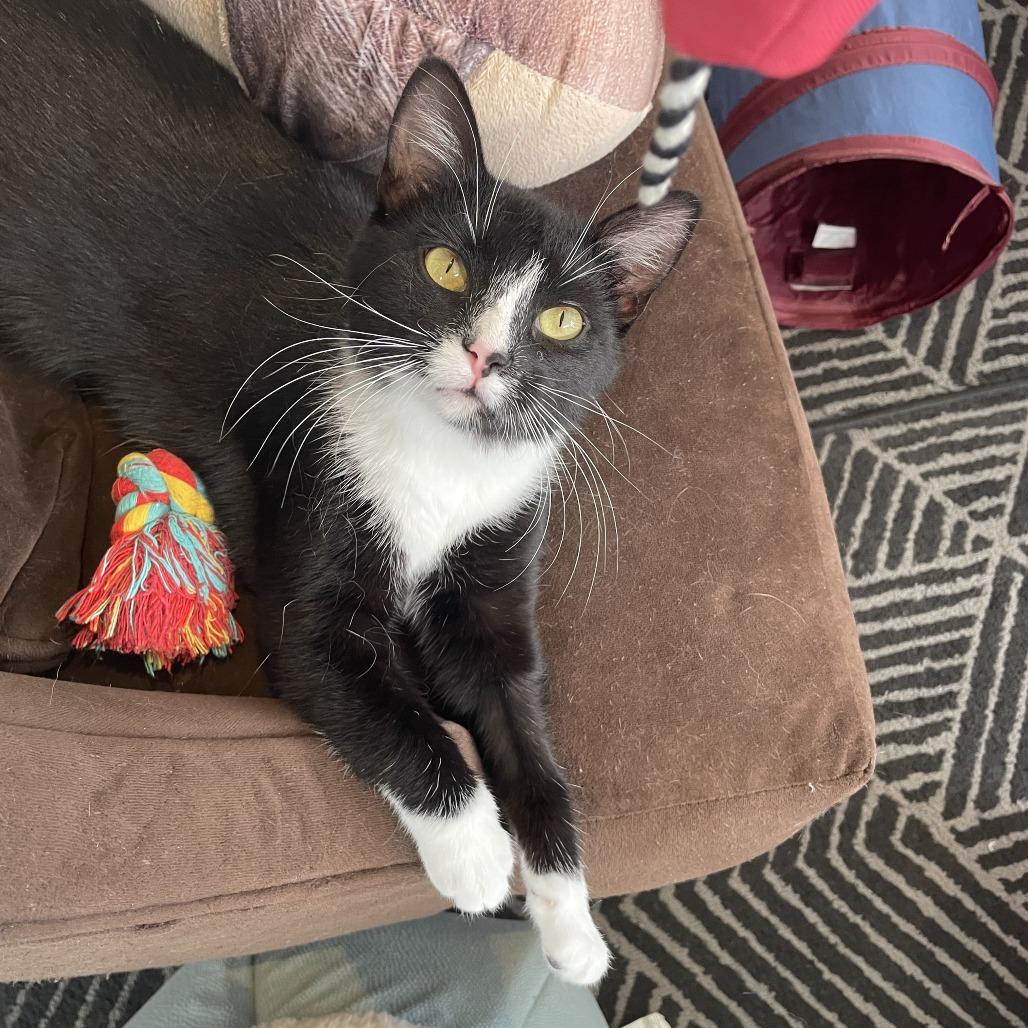 Enlarge Hari, a Adoptable Domestic Short Hair in St. Louis, MO image 3/6