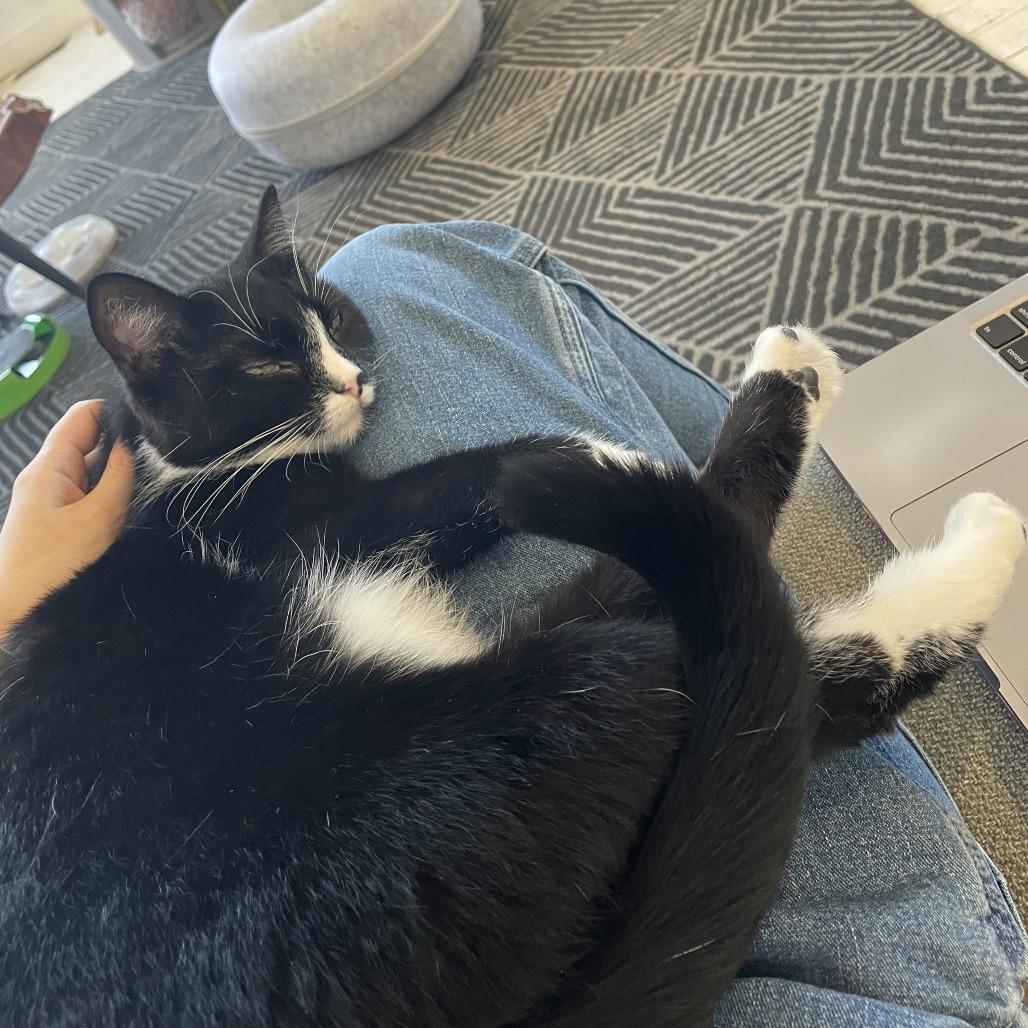 Enlarge Hari, a Adoptable Domestic Short Hair in St. Louis, MO image 3/6