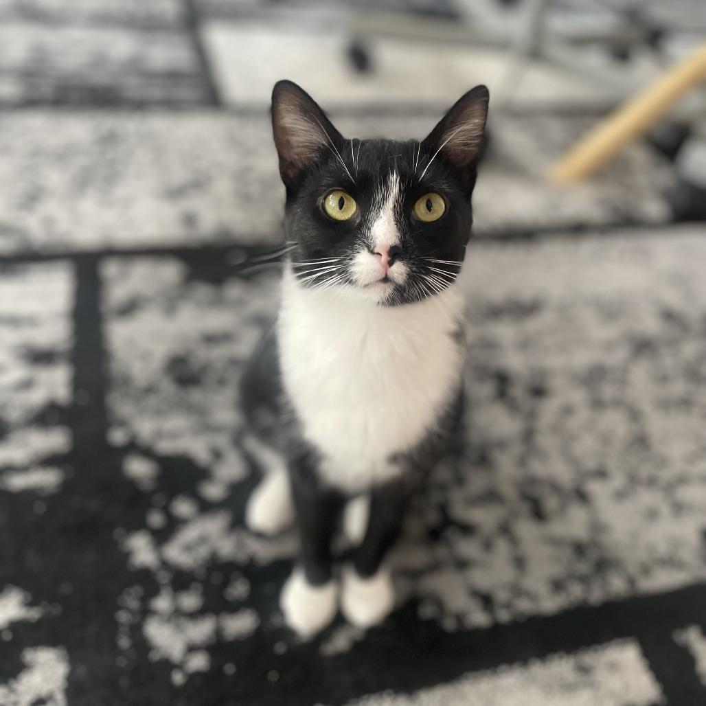 Enlarge Hari, a Adoptable Domestic Short Hair in St. Louis, MO image 4/6