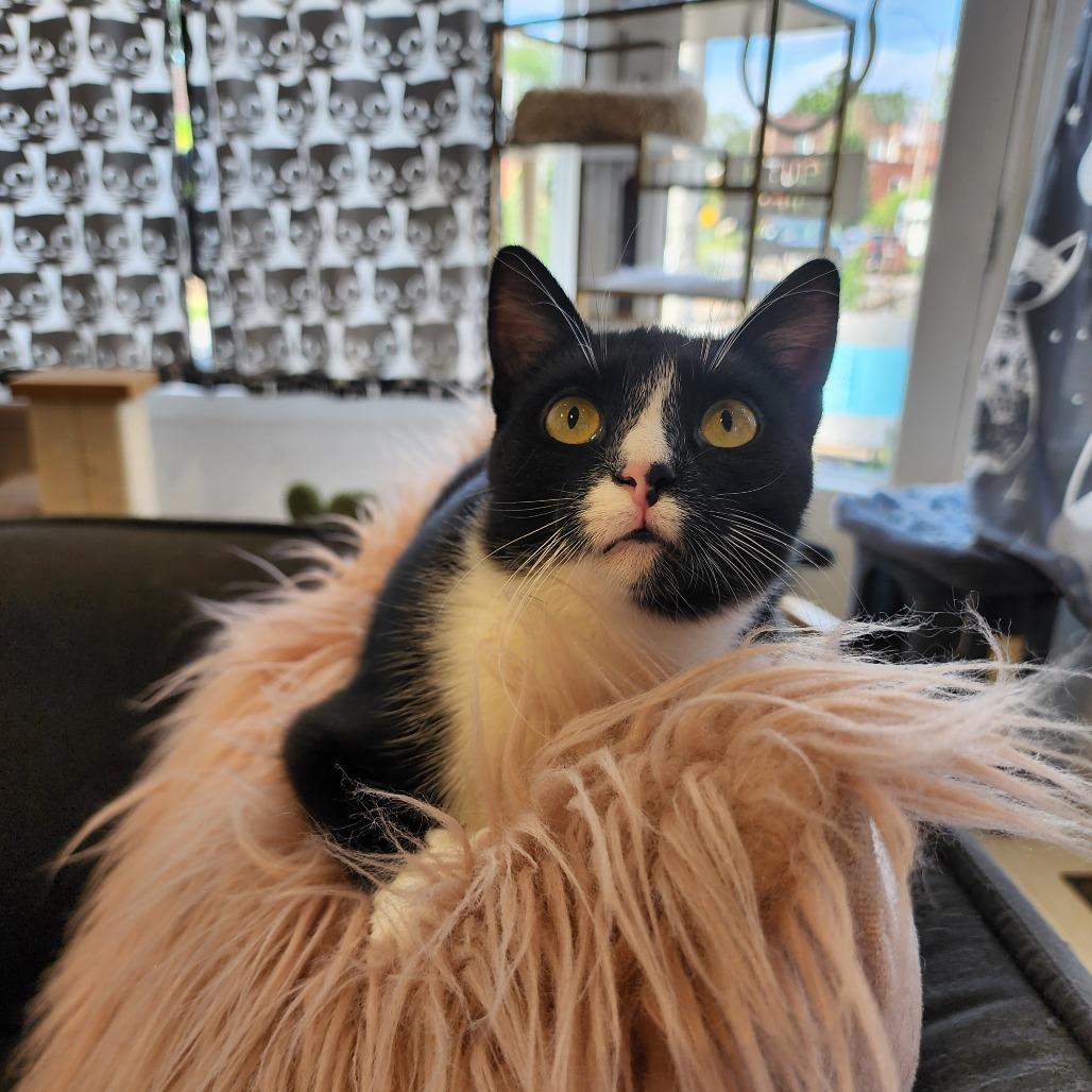 Enlarge Hari, a Adoptable Domestic Short Hair in St. Louis, MO image 5/6