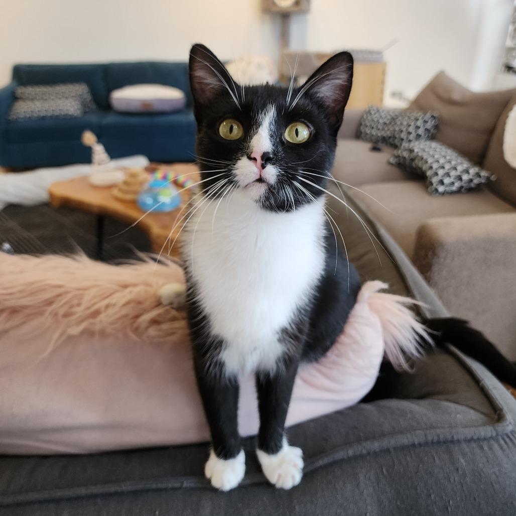 Enlarge Hari, a Adoptable Domestic Short Hair in St. Louis, MO image 6/6