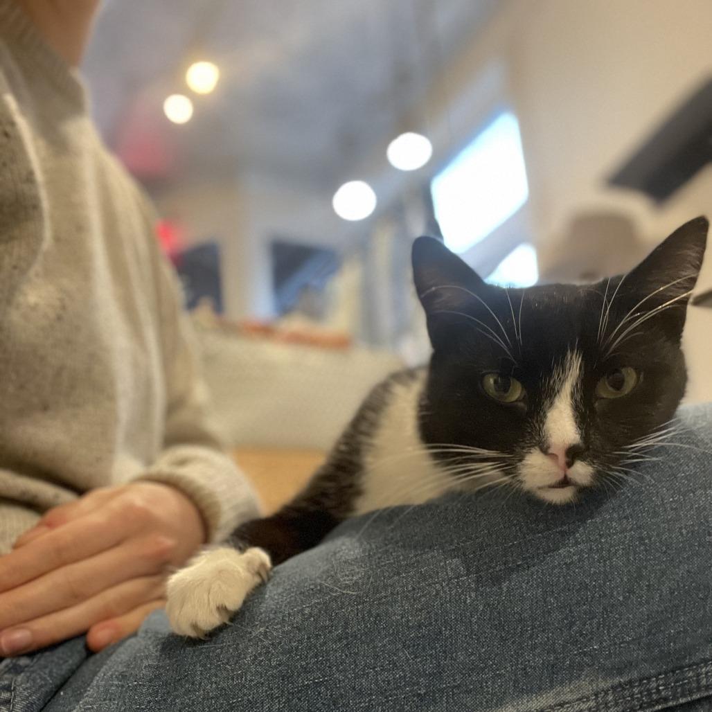 Enlarge Hari, a Adoptable Domestic Short Hair in St. Louis, MO image 6/6