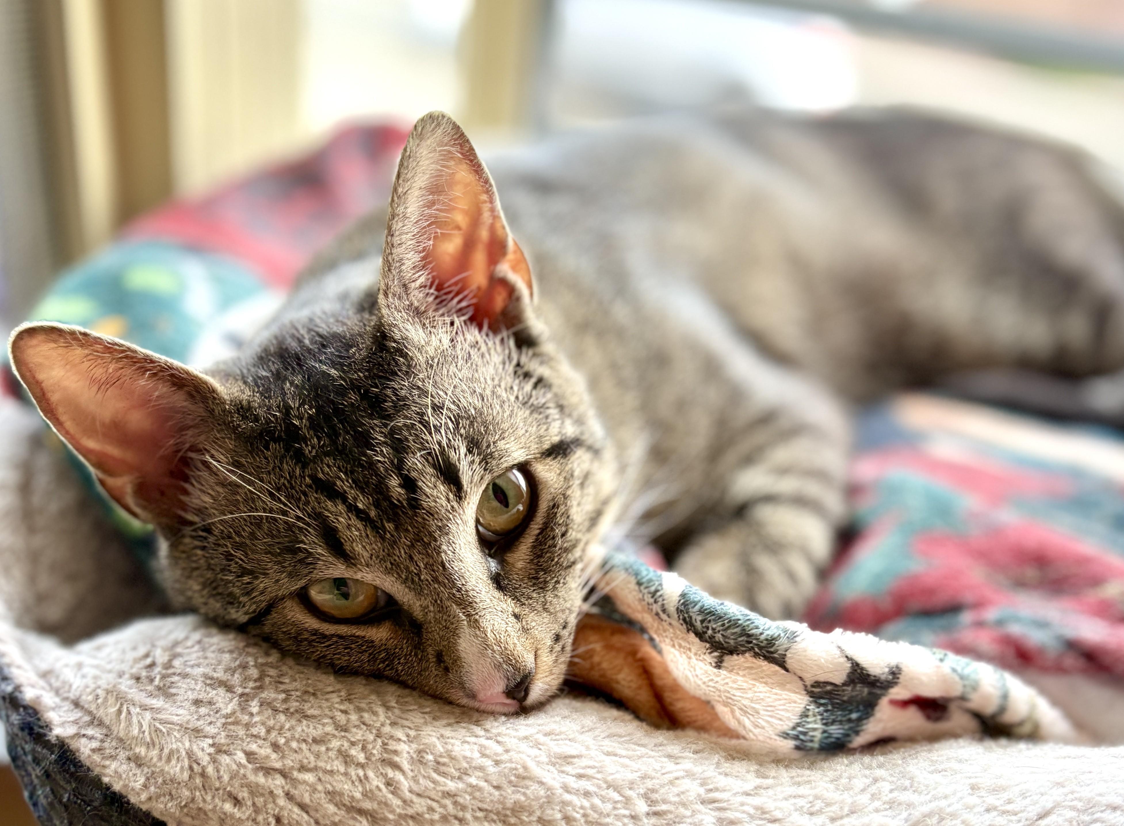 Enlarge PARKER, an adoptable Tabby in Prescott, AZ image 3/5