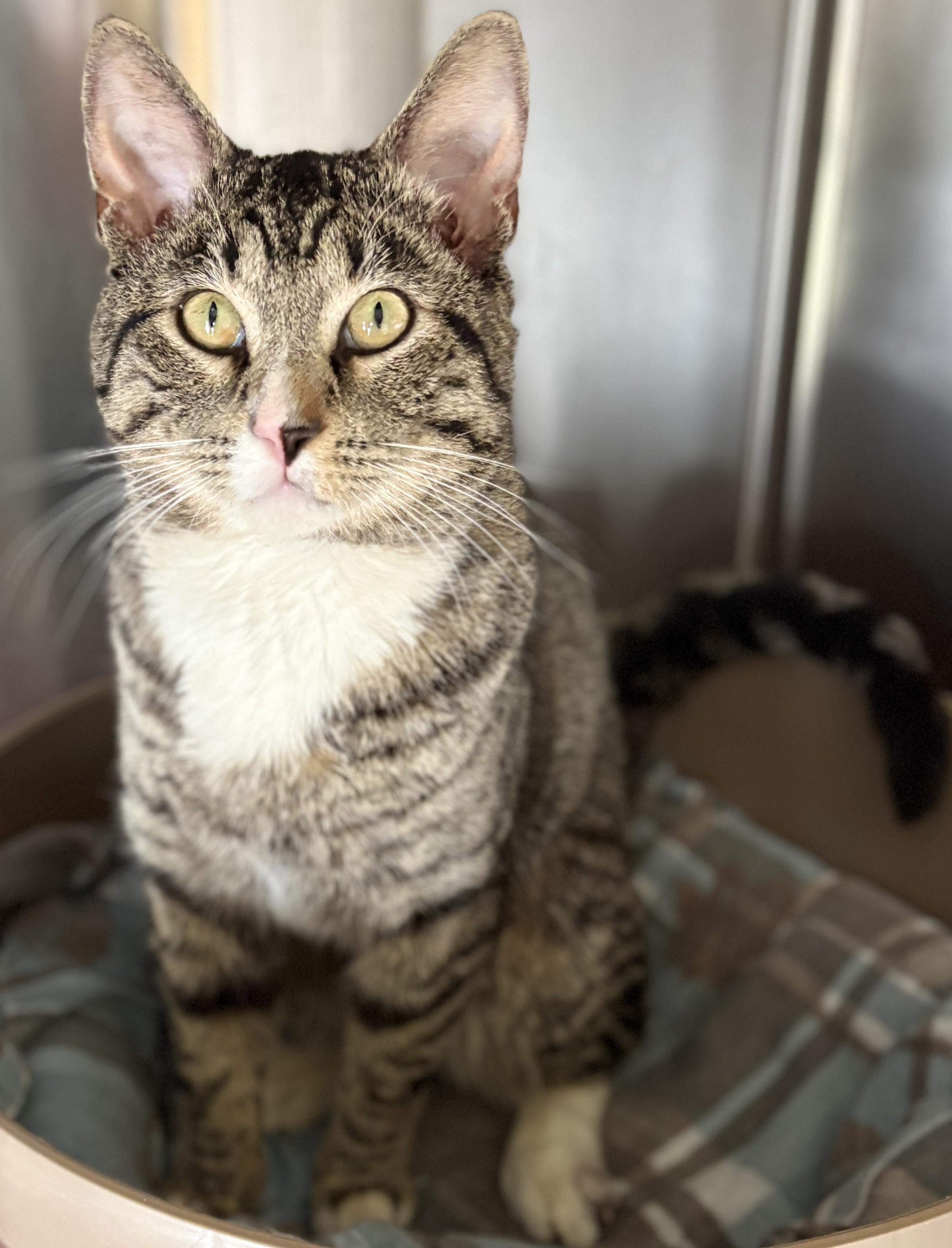 Enlarge PARKER, an adoptable Tabby in Prescott, AZ image 2/5