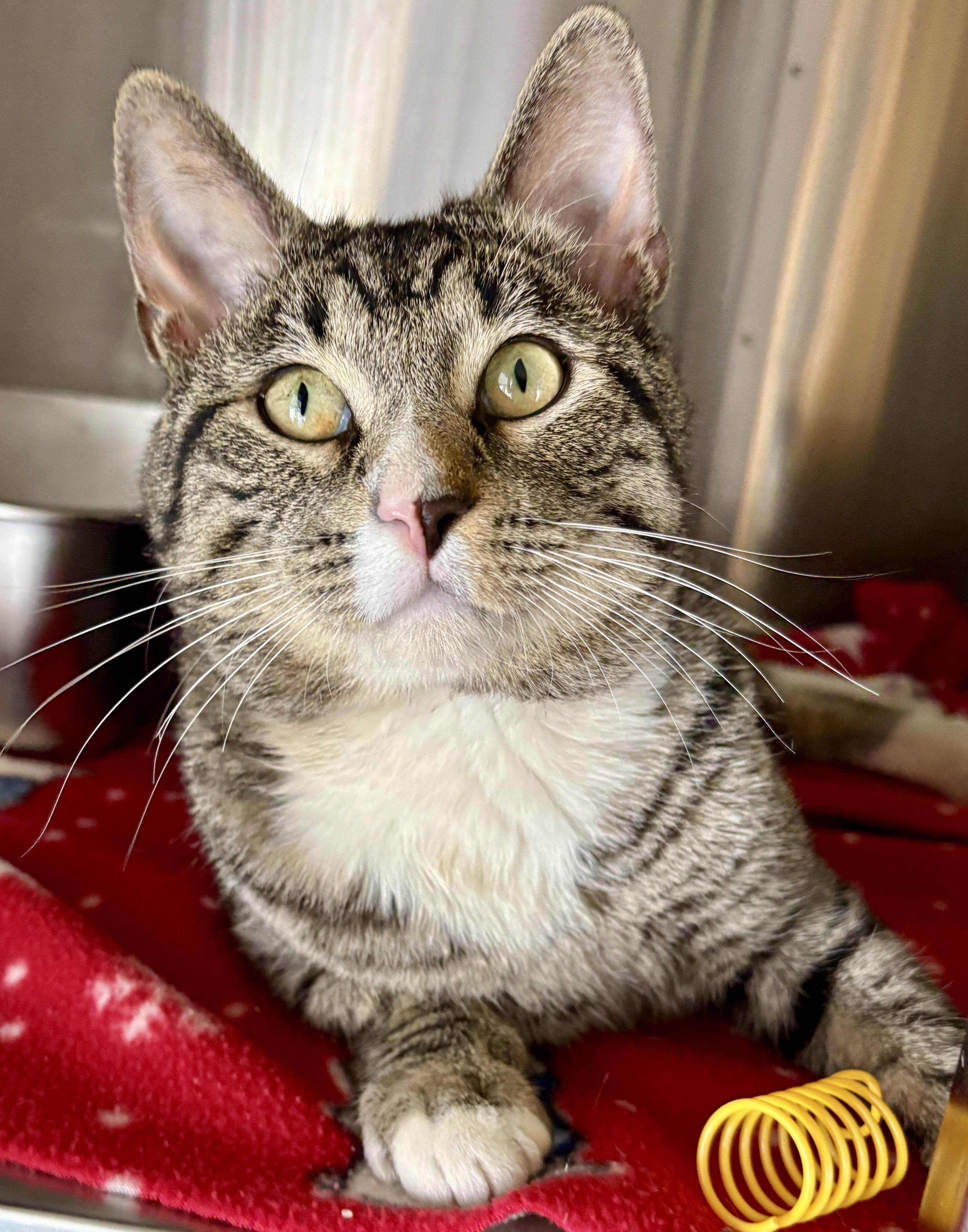 Enlarge PARKER, an adoptable Tabby in Prescott, AZ image 4/5