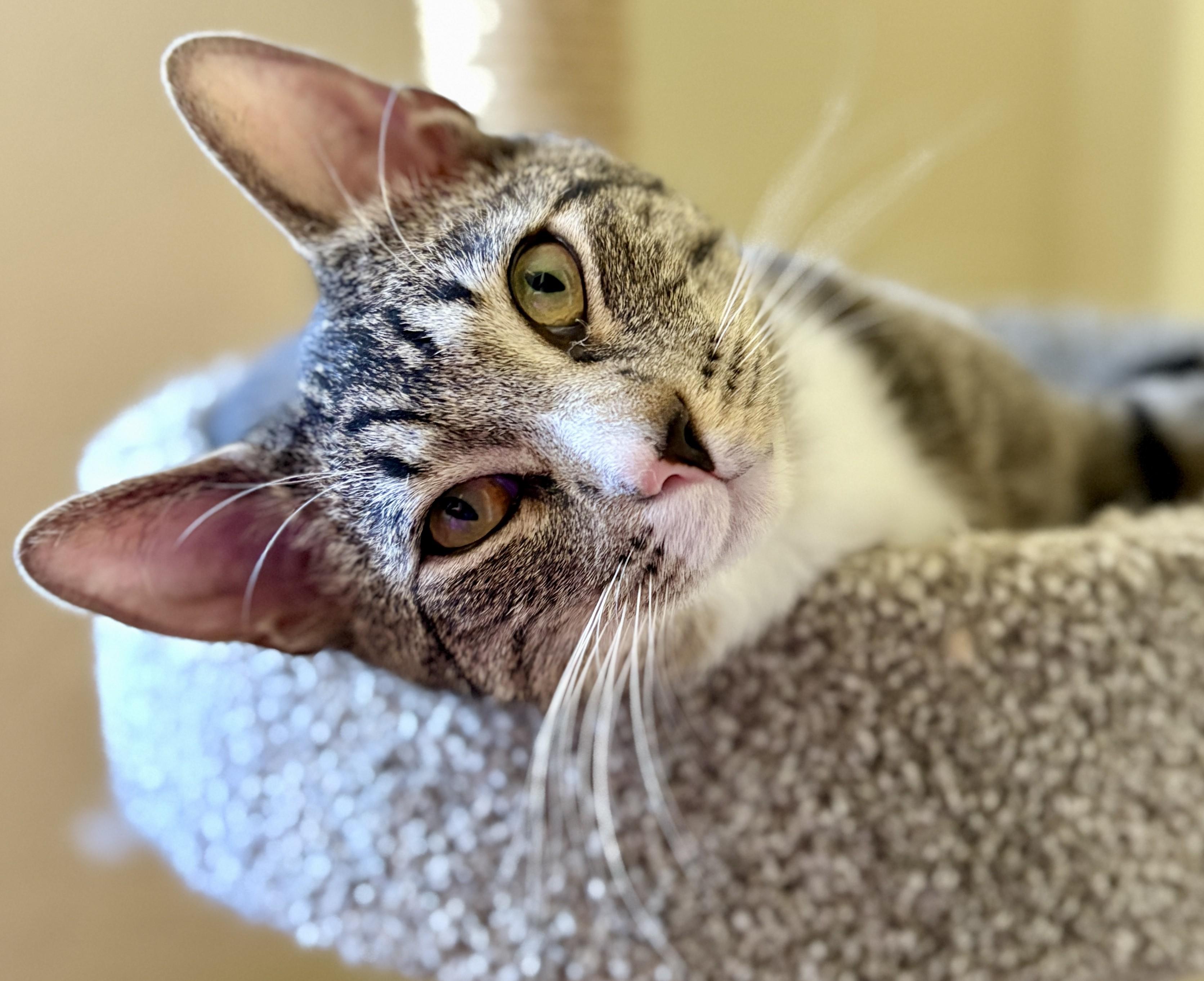 Enlarge PARKER, an adoptable Tabby in Prescott, AZ image 1/5