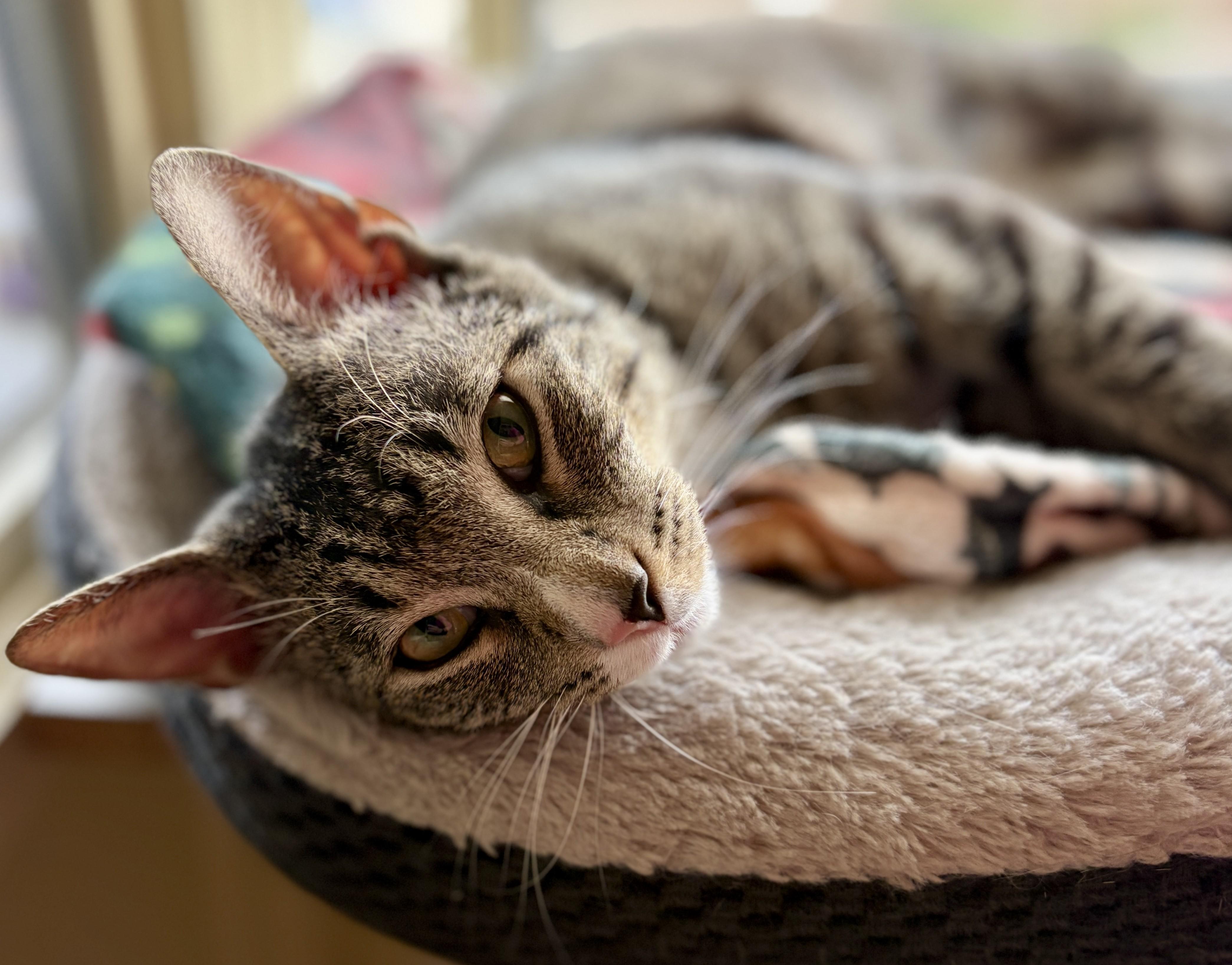 Enlarge PARKER, an adoptable Tabby in Prescott, AZ image 5/5