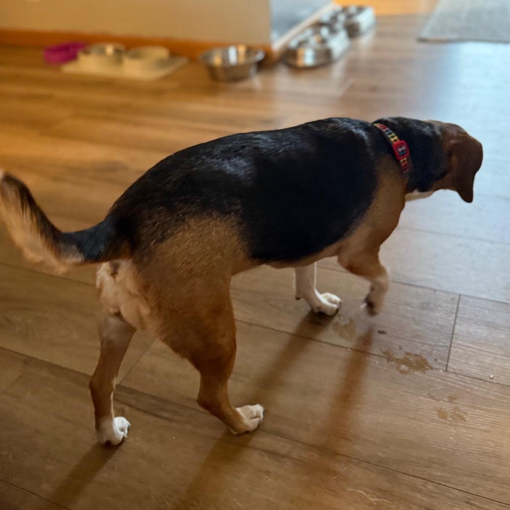 Enlarge Emma, a ADOPTABLE Beagle in Monticello, IA image 3/6