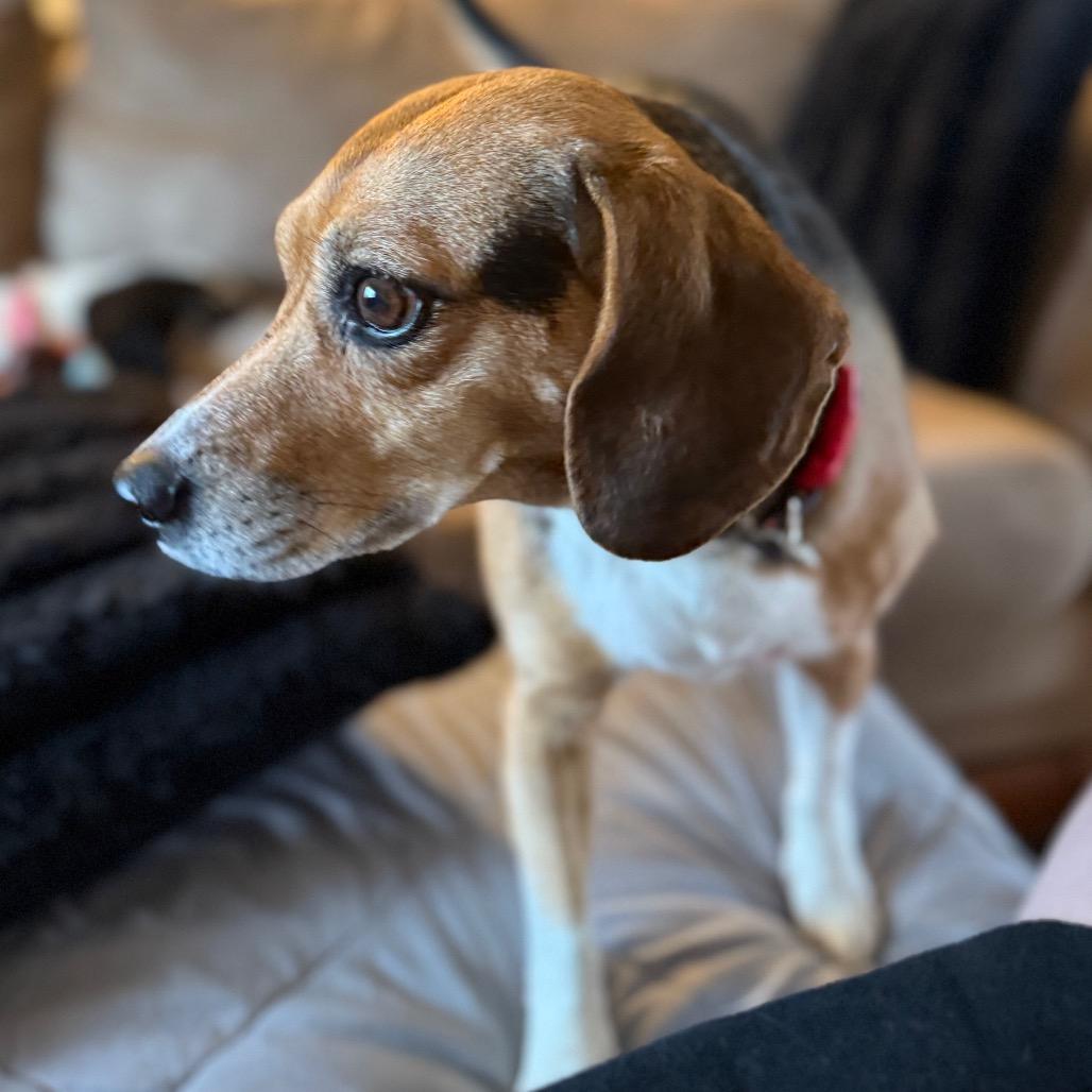Enlarge Emma, a ADOPTABLE Beagle in Monticello, IA image 4/6