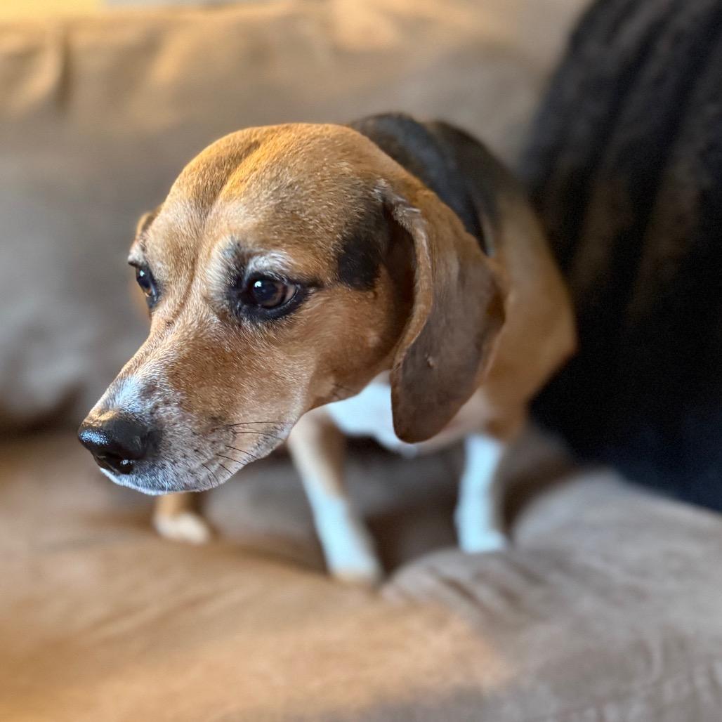 Enlarge Emma, a ADOPTABLE Beagle in Monticello, IA image 6/6