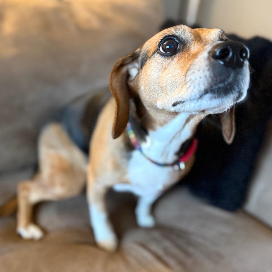 Enlarge Emma, a ADOPTABLE Beagle in Monticello, IA image 2/6