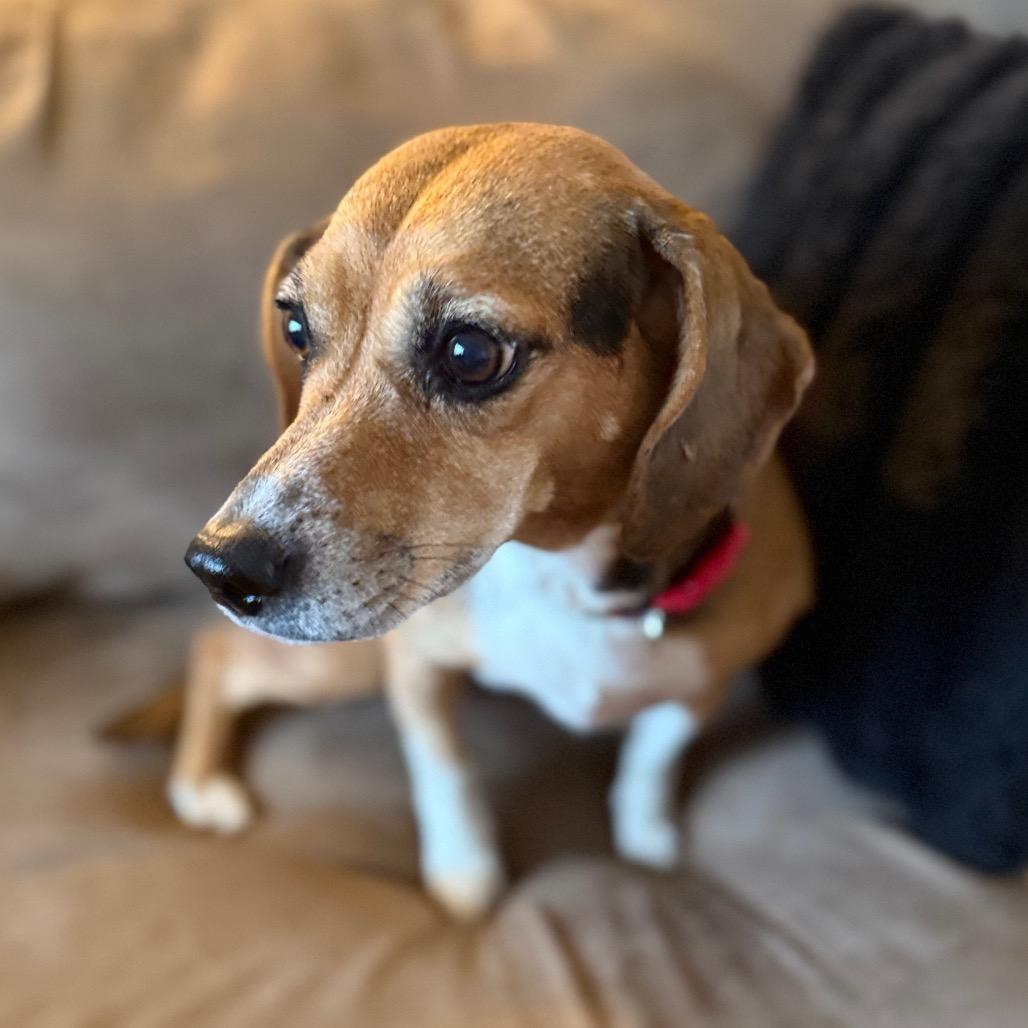 Enlarge Emma, a ADOPTABLE Beagle in Monticello, IA image 5/6