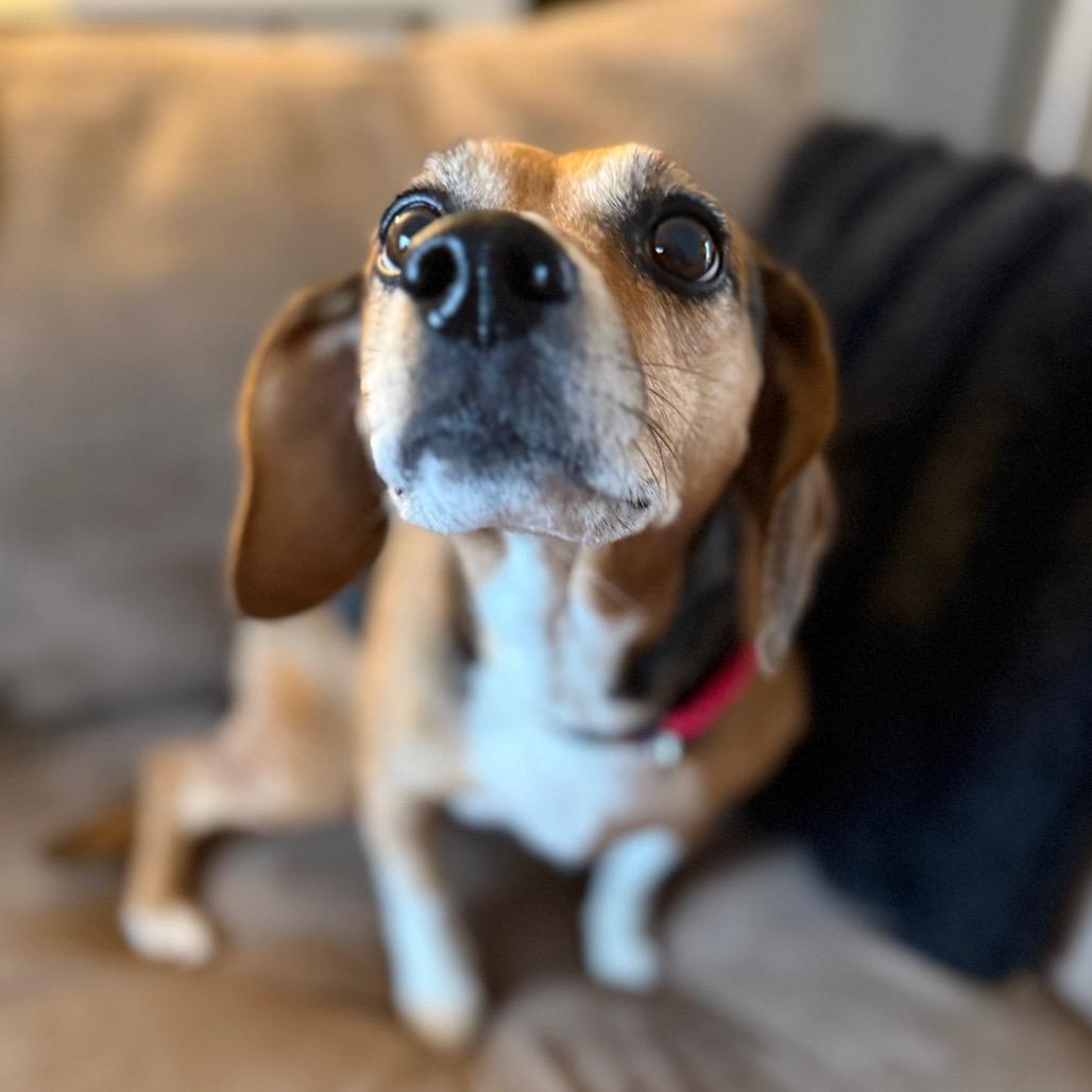 Emma, ADOPTABLE, Senior Female Beagle.
