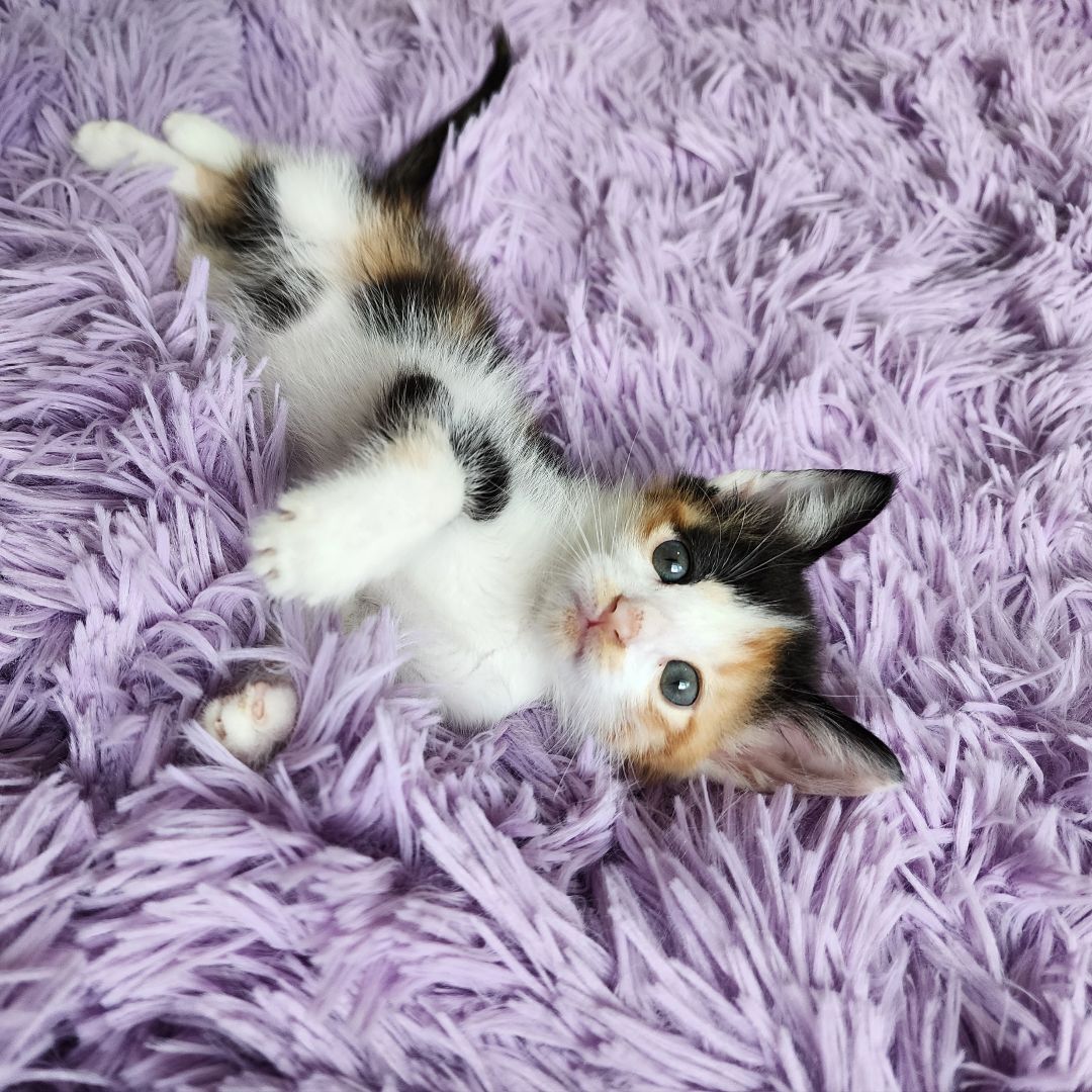 Korra (Adoption Pending), Adopted, Kitten Female Calico & Domestic Short Hair.