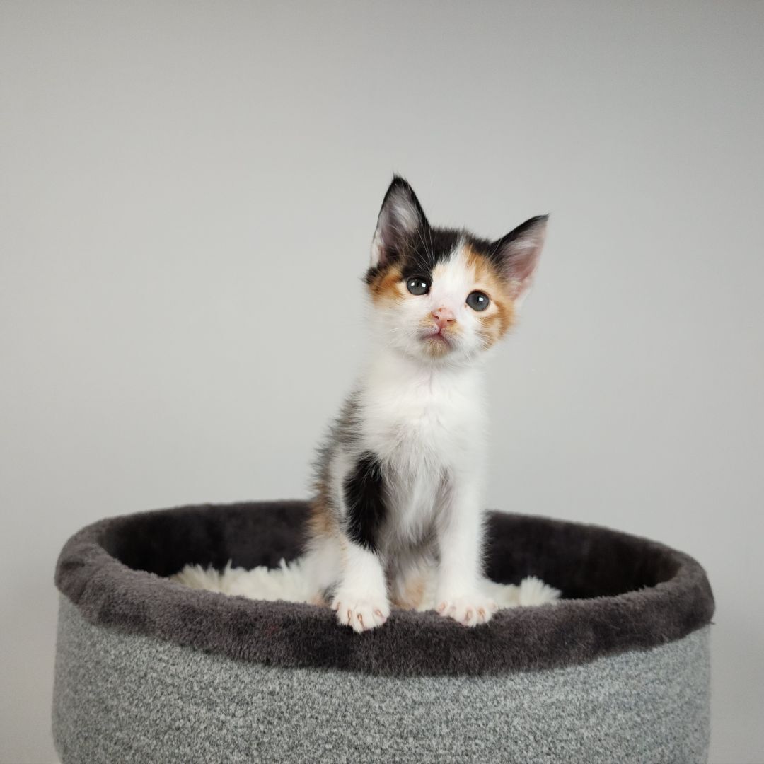 Enlarge Korra (Adoption Pending), a Adopted mixed breed in Atlanta, GA image 2/12