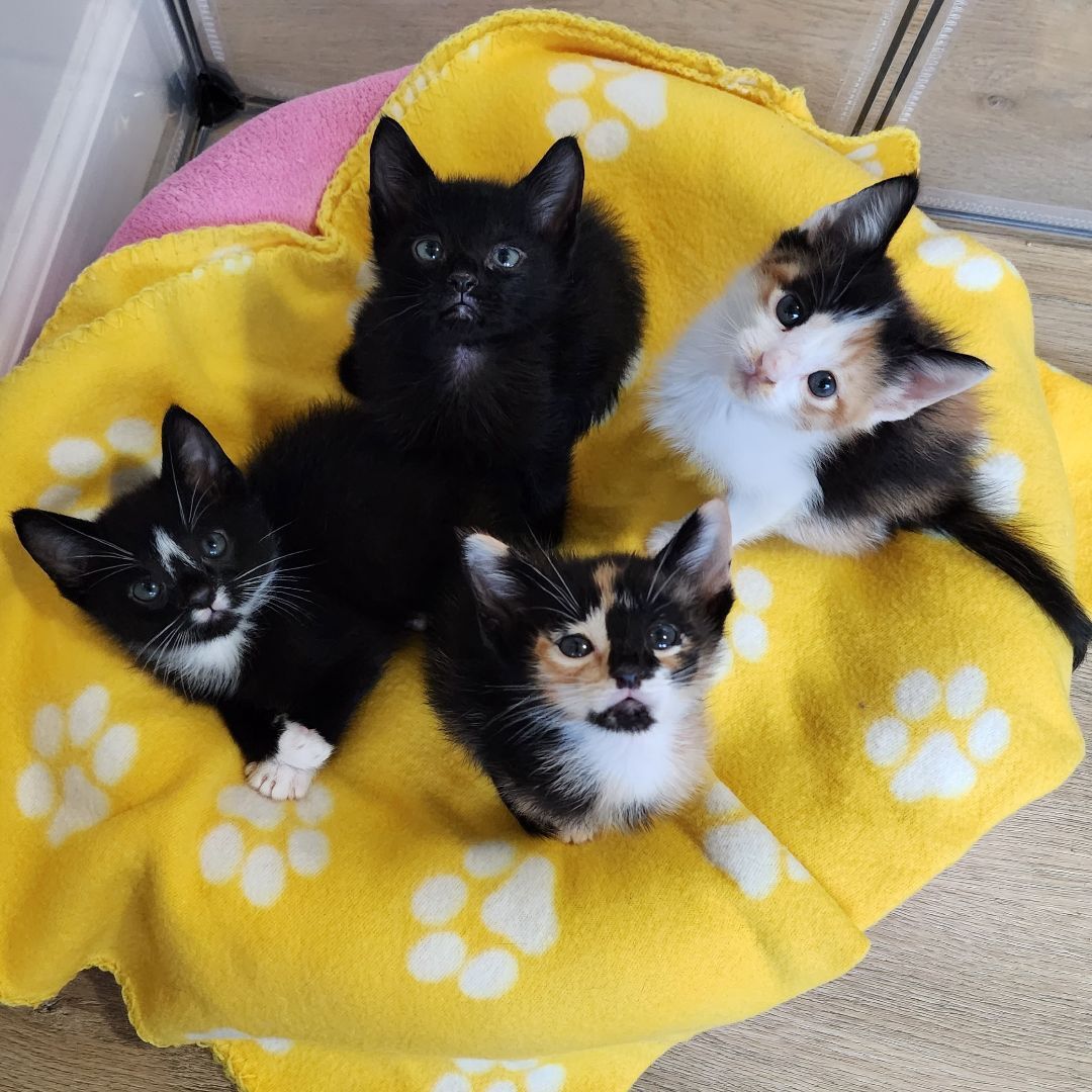 Enlarge Korra (Adoption Pending), a Adopted mixed breed in Atlanta, GA image 3/12