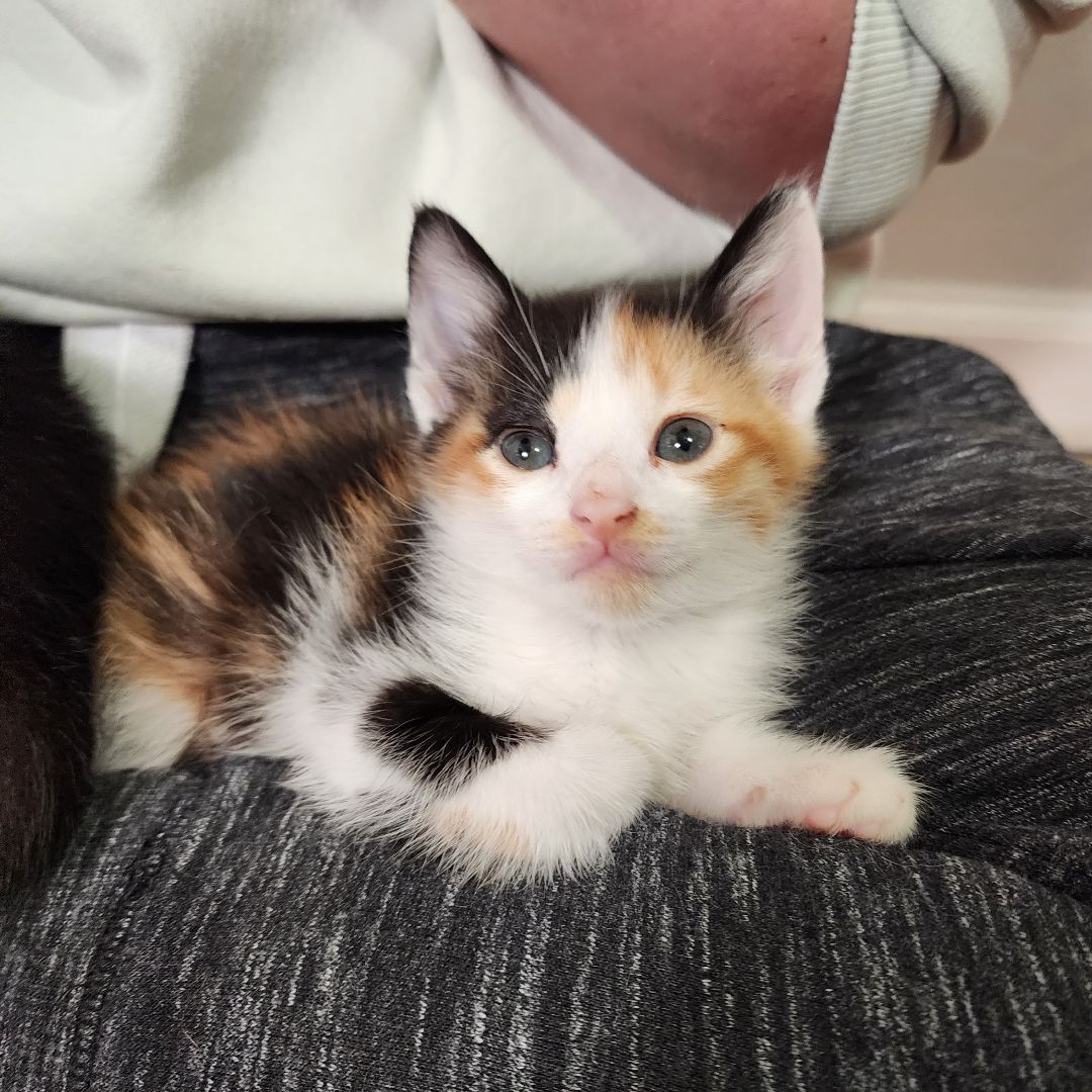 Enlarge Korra (Adoption Pending), a Adopted mixed breed in Atlanta, GA image 4/12