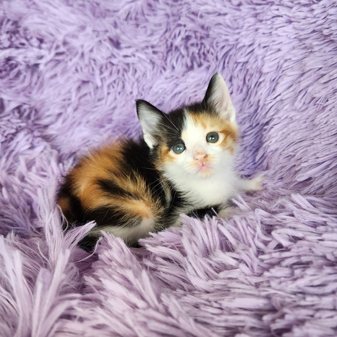 Enlarge Korra (Adoption Pending), a Adopted mixed breed in Atlanta, GA image 5/12