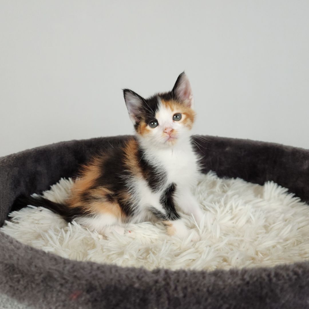 Enlarge Korra (Adoption Pending), a Adopted mixed breed in Atlanta, GA image 6/12