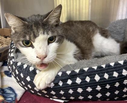 Enlarge Tango, a Adoptable mixed breed in New Albany, IN image 1/2