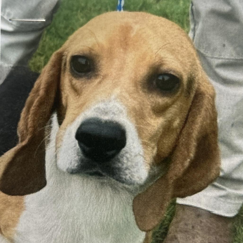 Enlarge Dudley, a Adoptable mixed breed in West Point, MS image 1/6
