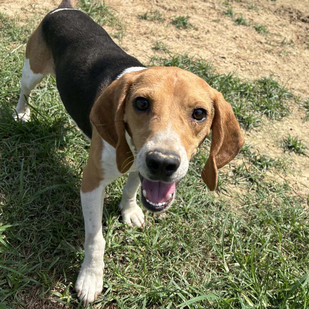 Enlarge Dudley, a Adoptable mixed breed in West Point, MS image 2/6