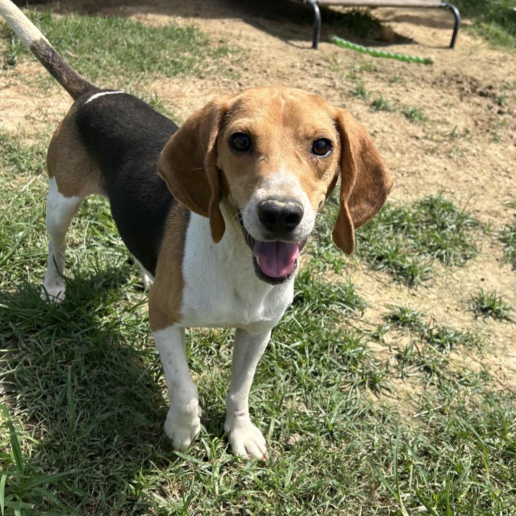 Enlarge Dudley, a Adoptable mixed breed in West Point, MS image 3/6