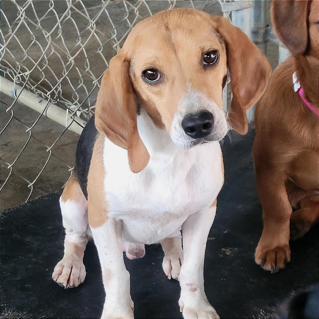 Enlarge Dudley, a Adoptable mixed breed in West Point, MS image 5/6
