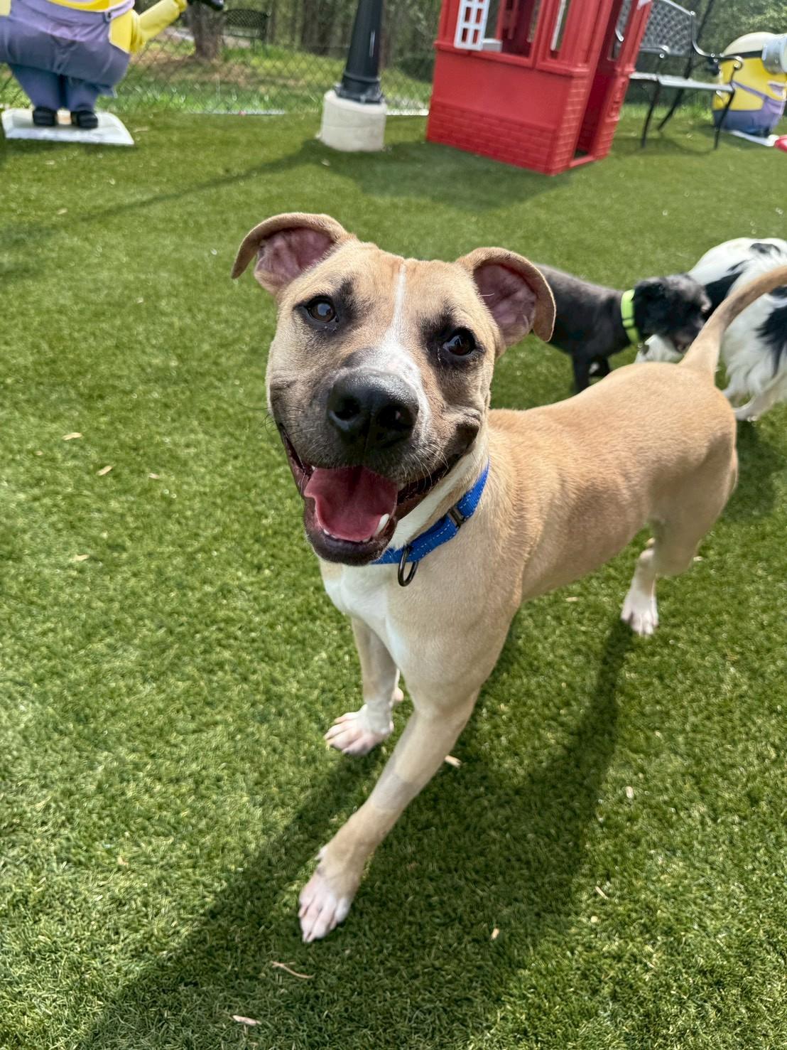 Enlarge Tanner, a ADOPTABLE Black Mouth Cur in POTOMAC, MD image 5/6
