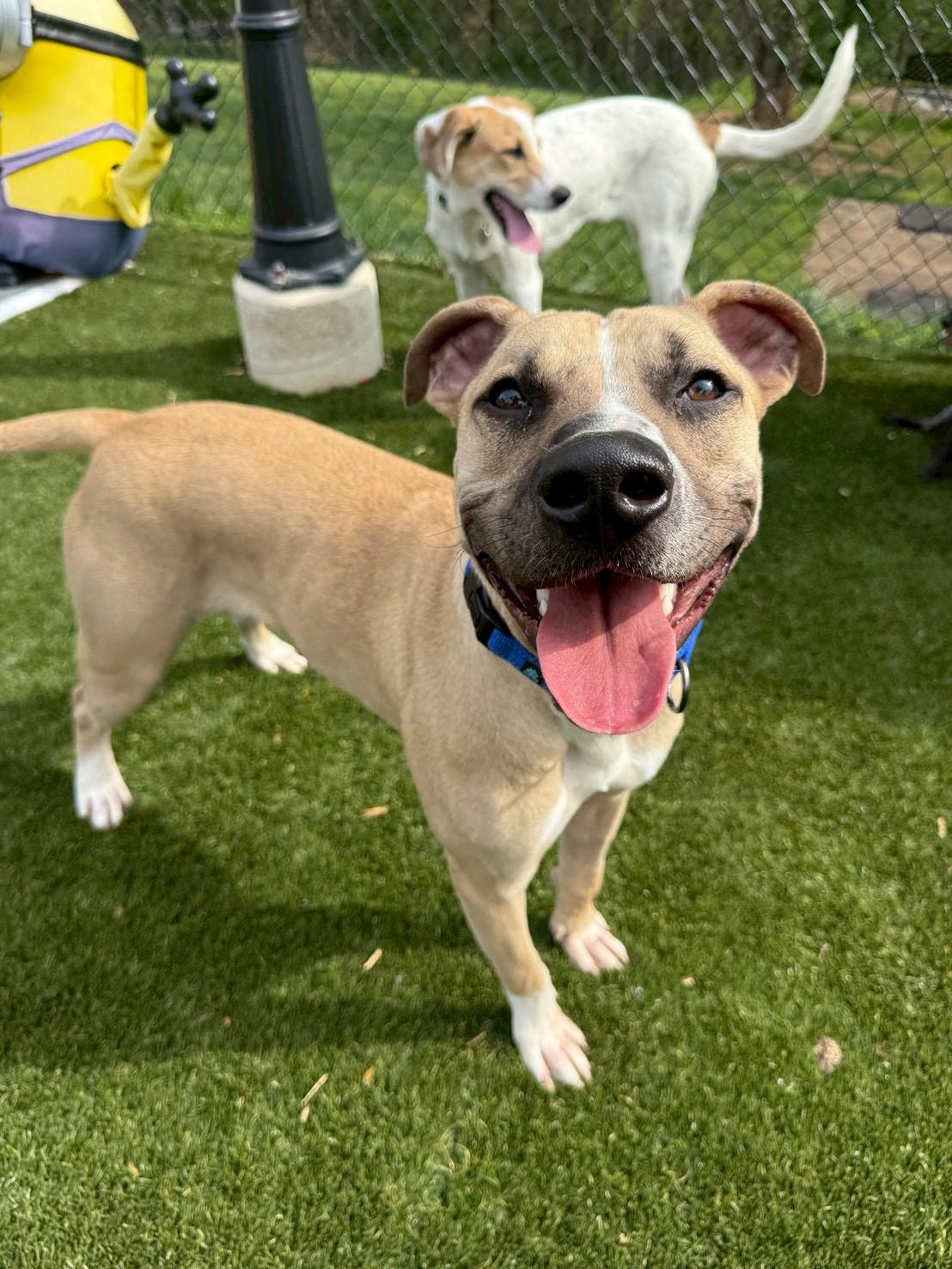 Enlarge Tanner, a ADOPTABLE Black Mouth Cur in POTOMAC, MD image 6/6