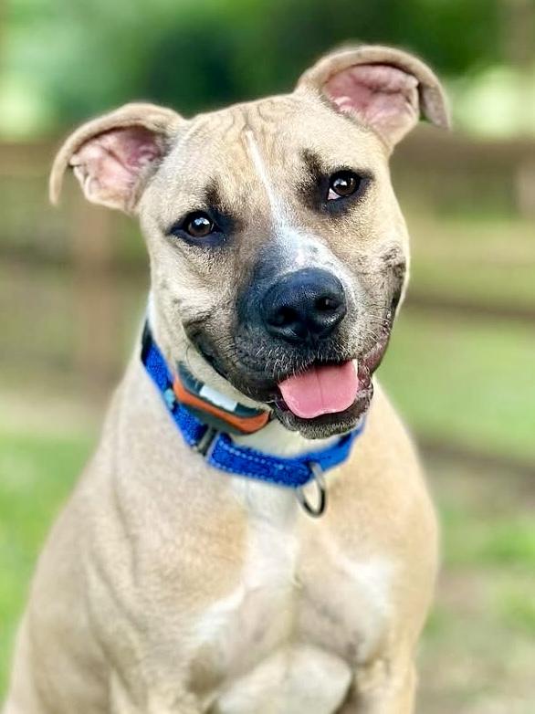Enlarge Tanner, a ADOPTABLE Black Mouth Cur in POTOMAC, MD image 1/6