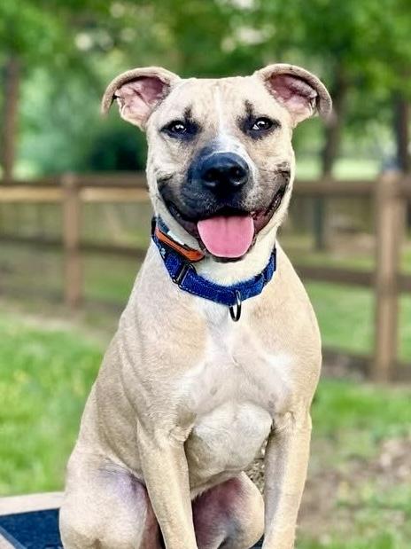 Enlarge Tanner, a ADOPTABLE Black Mouth Cur in POTOMAC, MD image 2/6