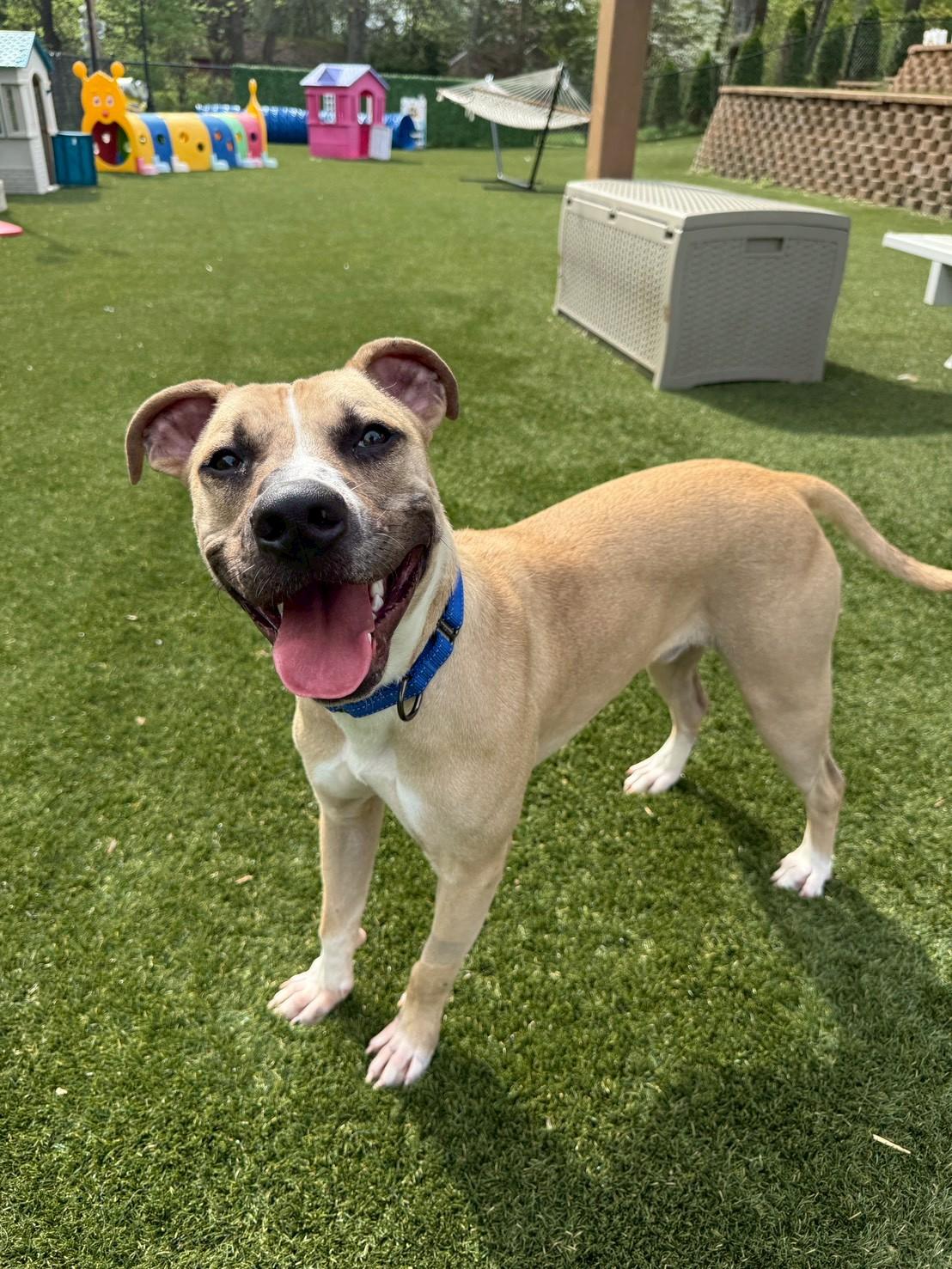 Enlarge Tanner, a ADOPTABLE Black Mouth Cur in POTOMAC, MD image 4/6