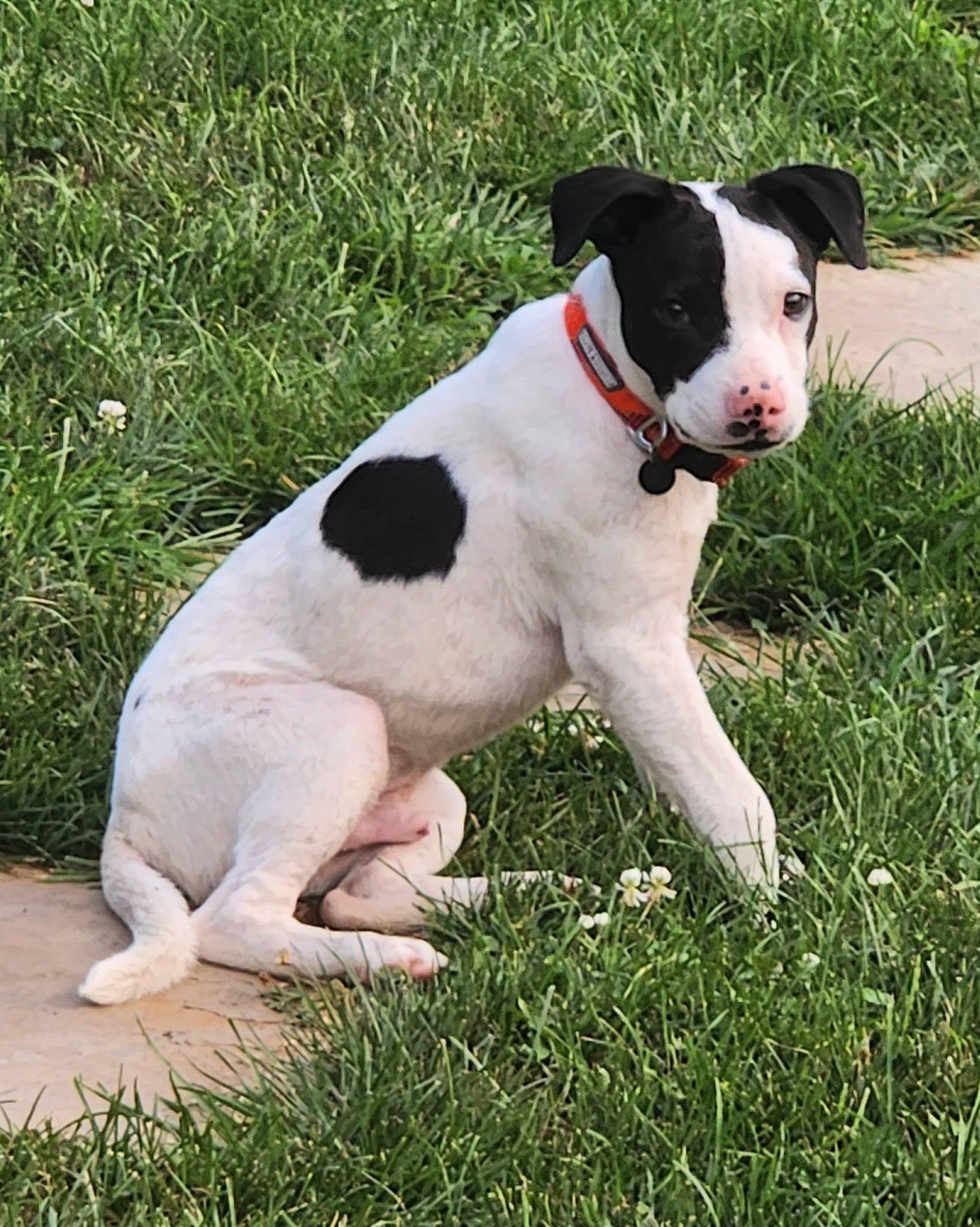 Righty, adopted, Puppy Male Terrier & Boxer.