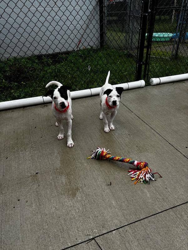 Righty, an adopted mixed breed in Whitestown, IN image 4/4