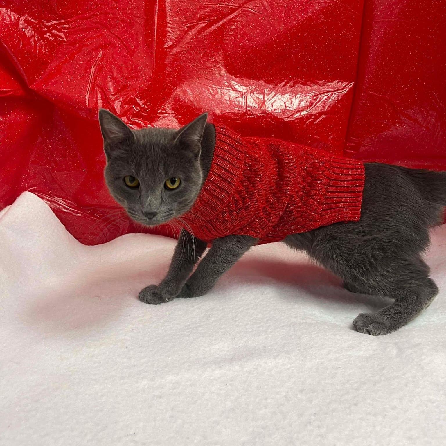 Klaus, ADOPTABLE, Adult Male Domestic Short Hair.