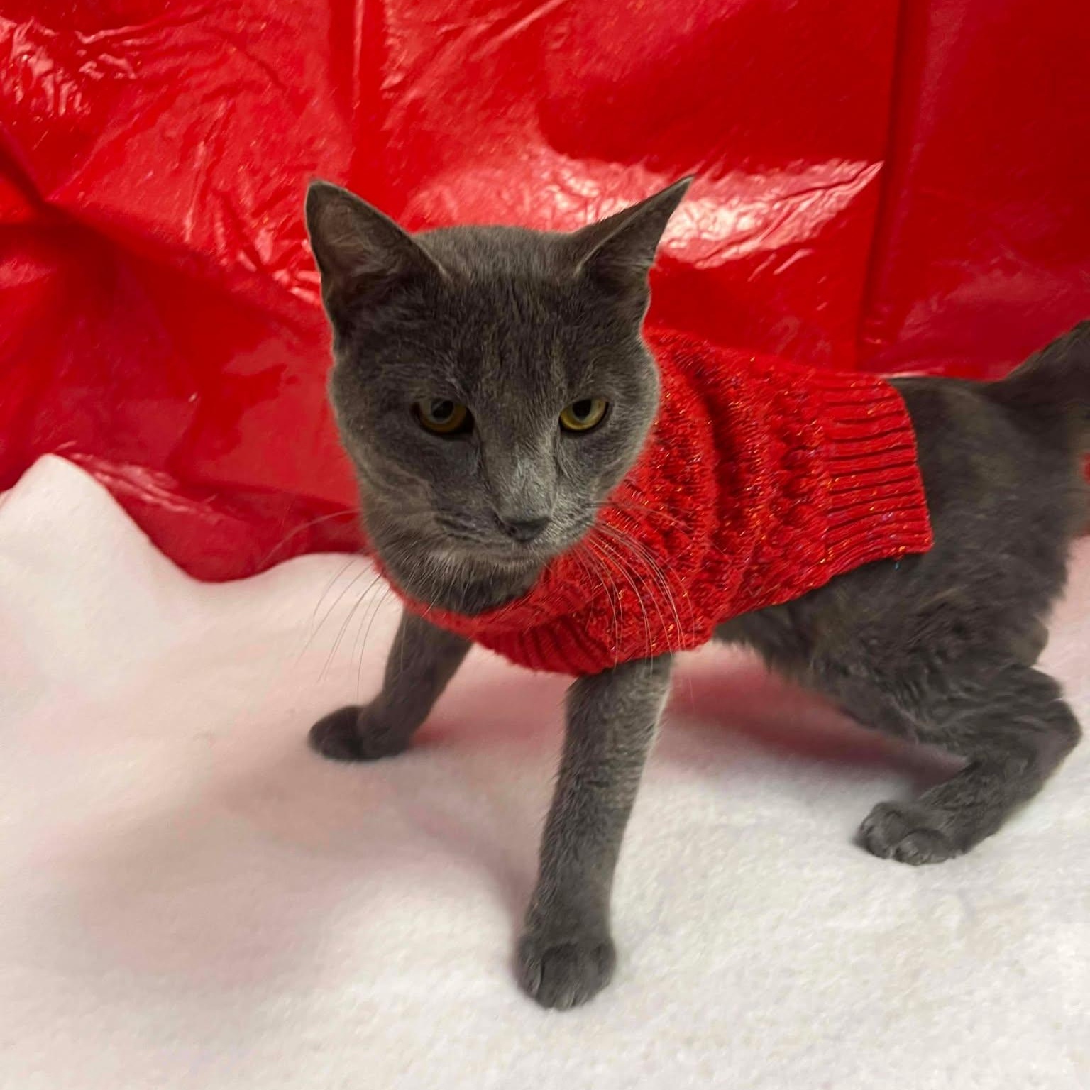 Enlarge Klaus, a ADOPTABLE Domestic Short Hair in Roosevelt, UT image 2/5