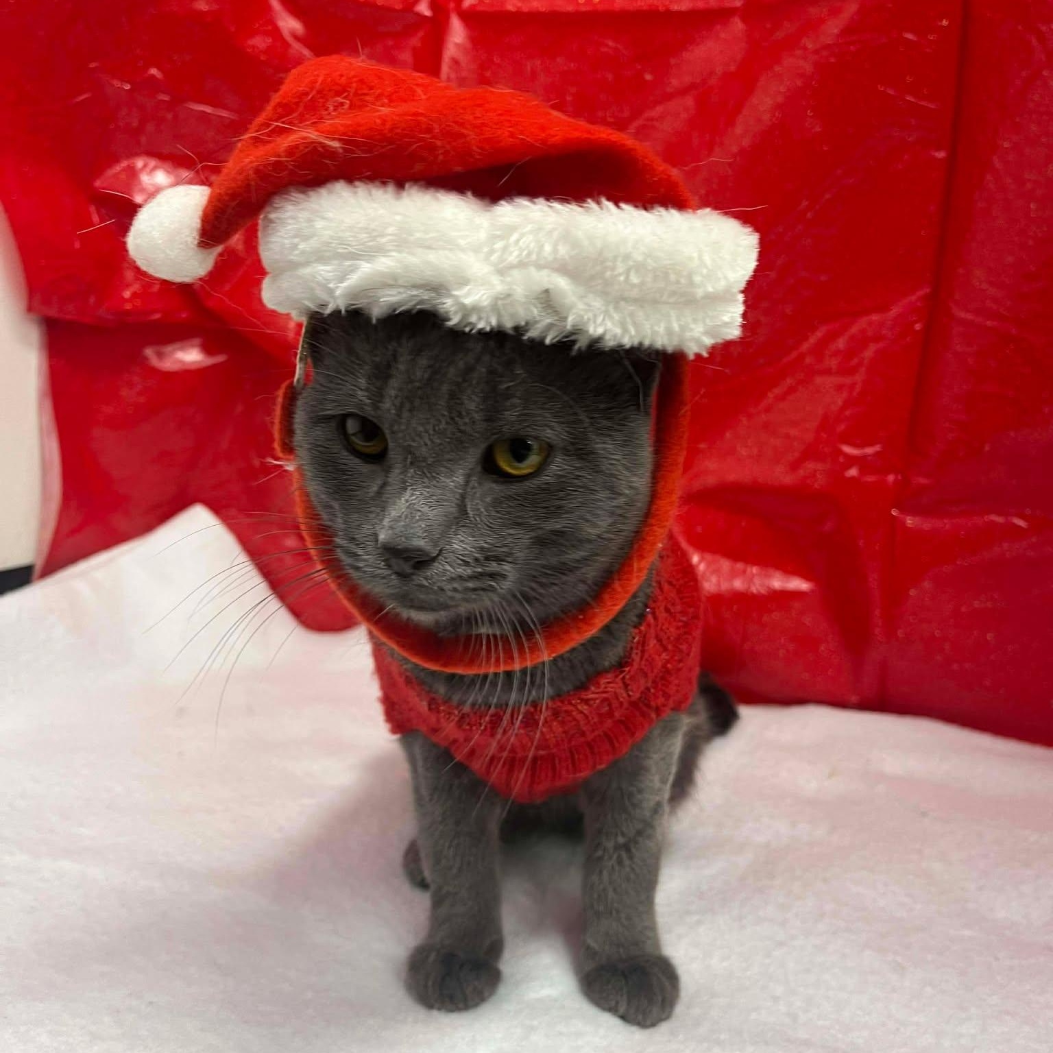 Enlarge Klaus, a ADOPTABLE Domestic Short Hair in Roosevelt, UT image 3/5