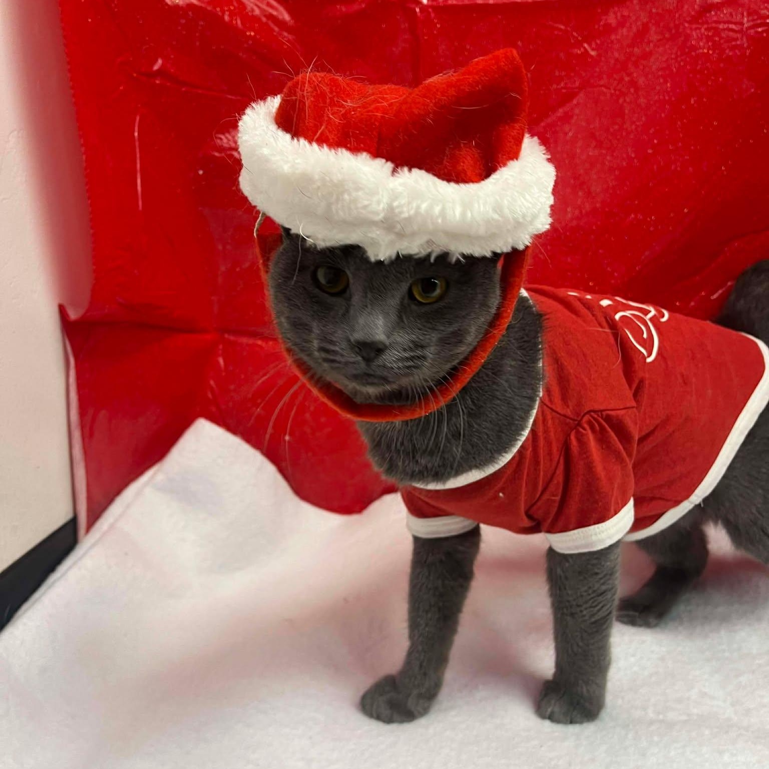 Enlarge Klaus, a ADOPTABLE Domestic Short Hair in Roosevelt, UT image 4/5