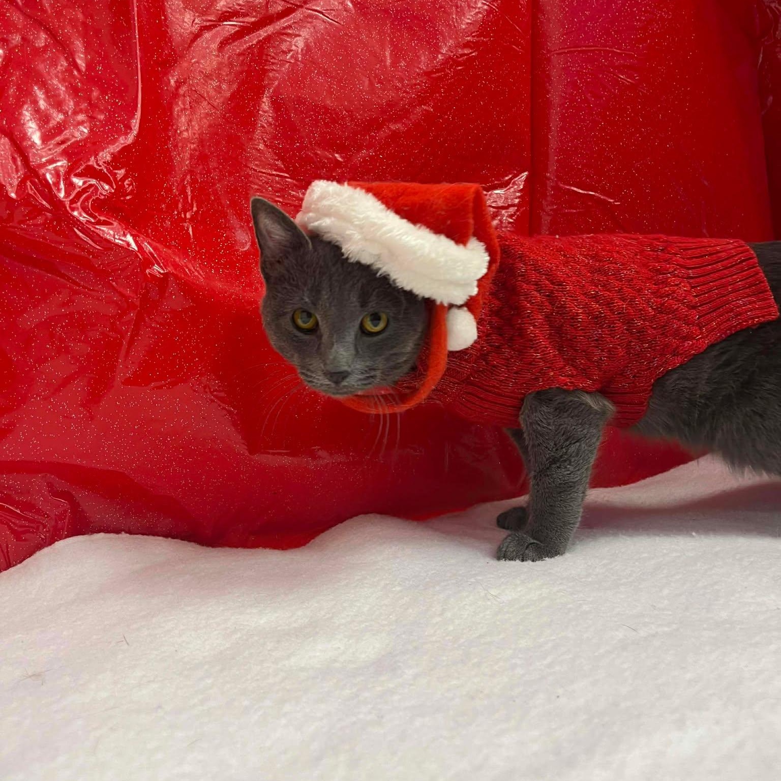 Enlarge Klaus, a ADOPTABLE Domestic Short Hair in Roosevelt, UT image 5/5