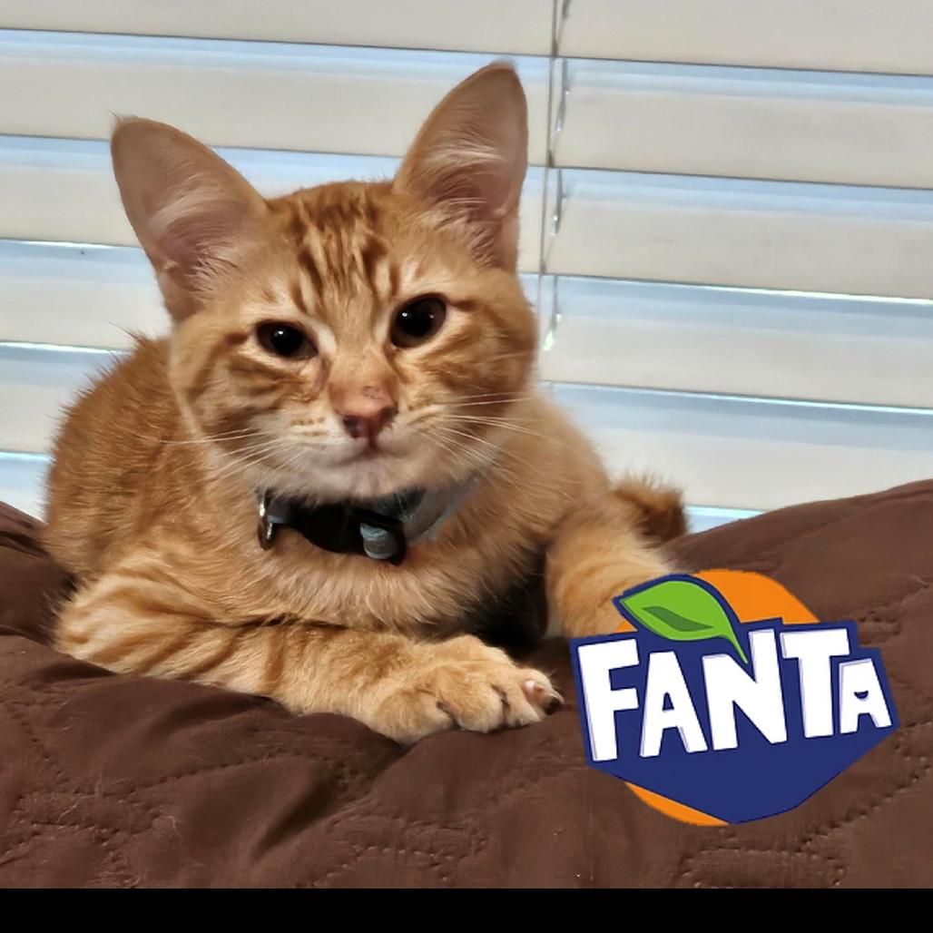 Fanta, Adoptable, Young Male Domestic Short Hair.