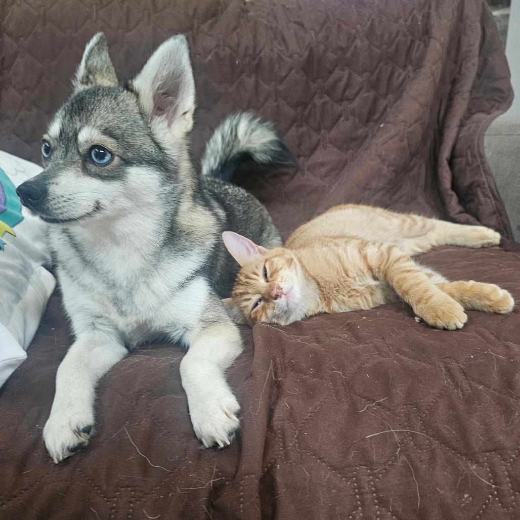 Enlarge Fanta, a Adoptable Domestic Short Hair in Fort Worth, TX image 3/4