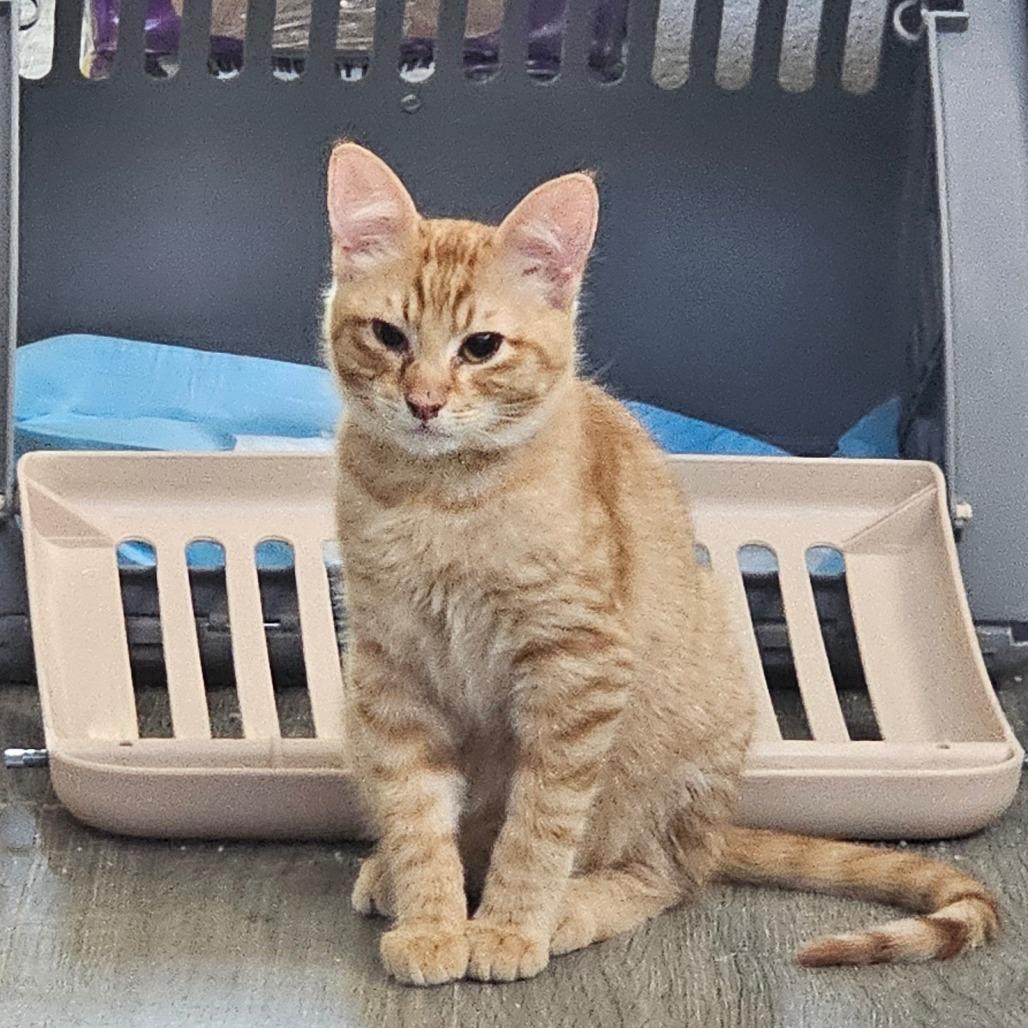 Enlarge Fanta, a Adoptable Domestic Short Hair in Fort Worth, TX image 4/4