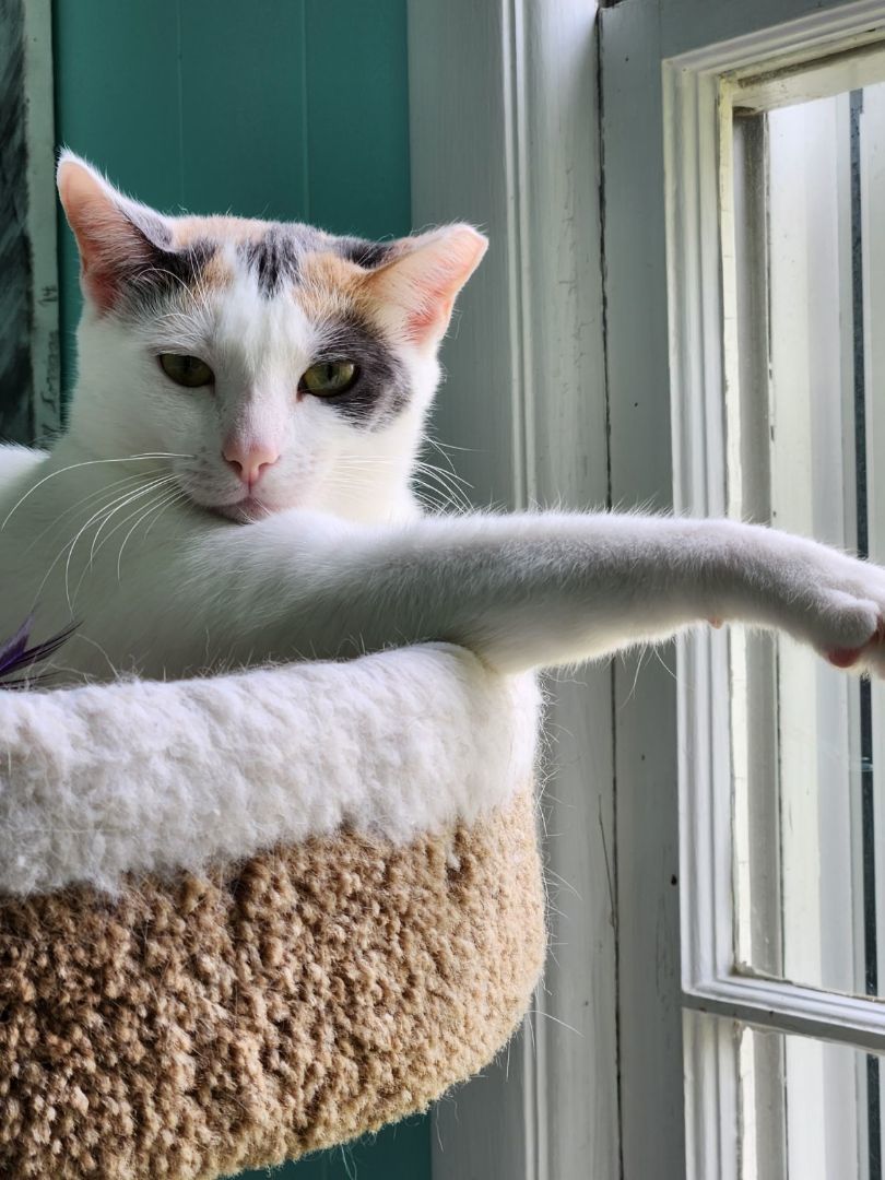 Daisy, a Adoptable Domestic Short Hair in Fairfax, VA image 1/8