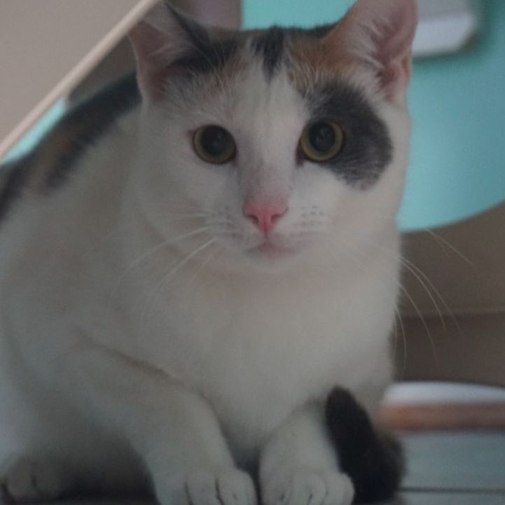 Daisy, a Adoptable Domestic Short Hair in Fairfax, VA image 3/8